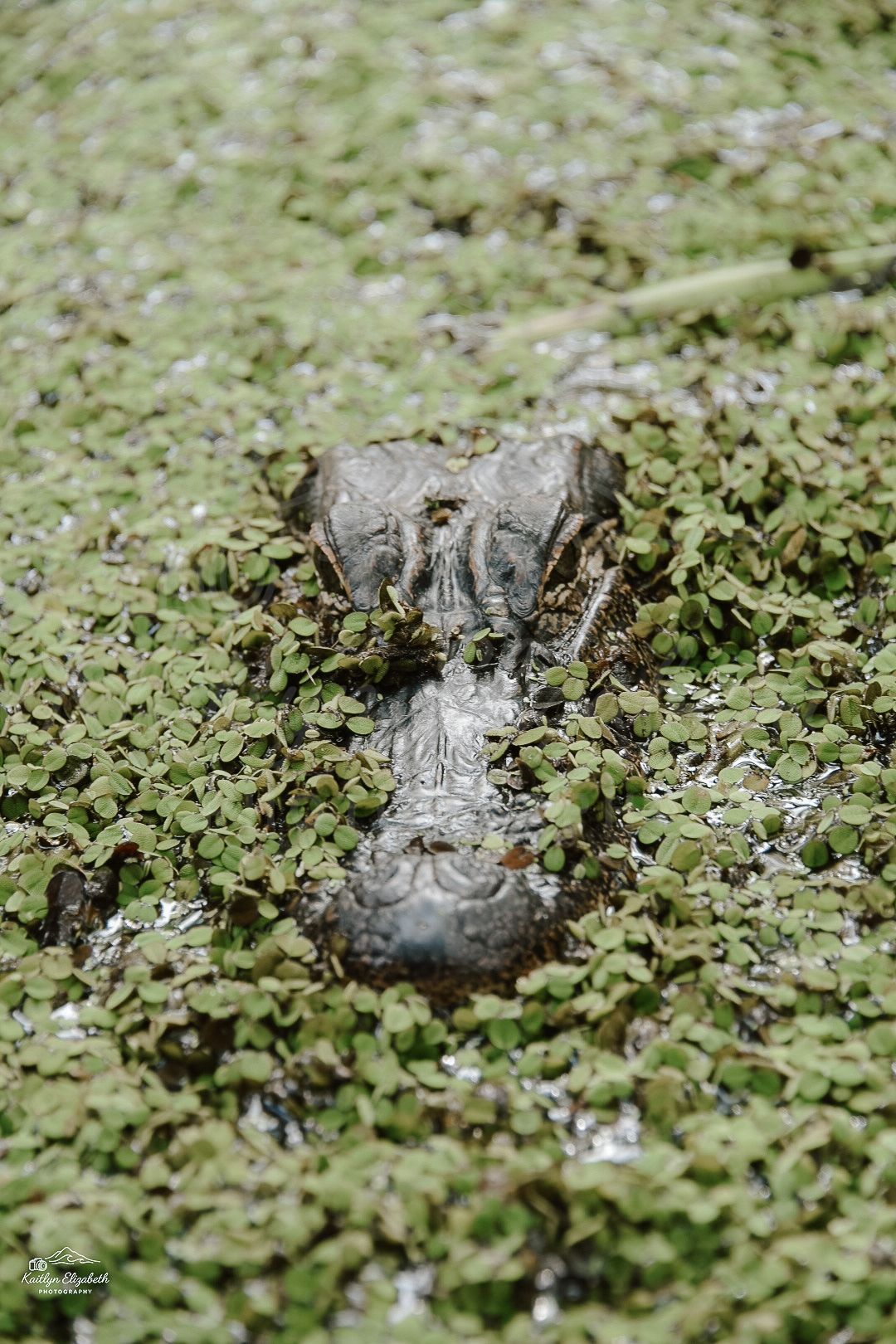 Watching & Waiting | Slidell, Louisiana
