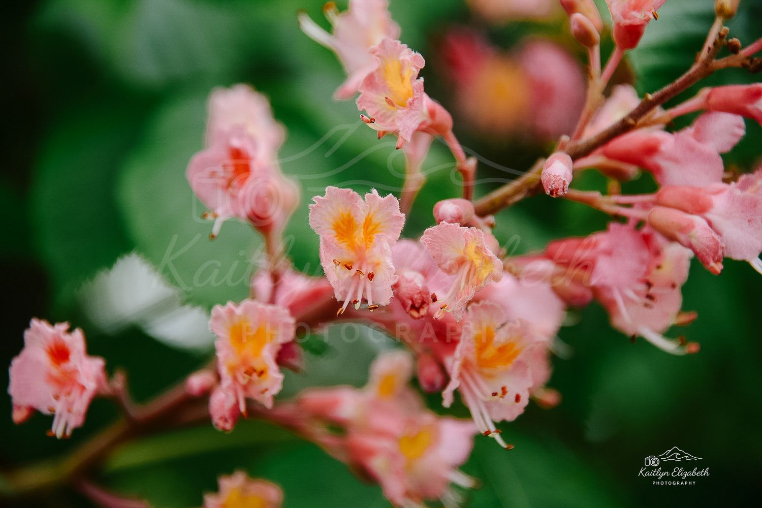 Summer Blush | Fuller Gardens, North Hampton, New Hampshire