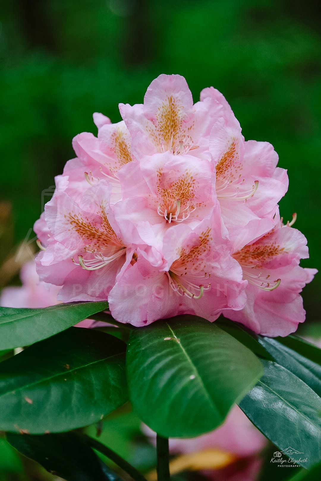 Pink Rhododendron | New England Botanic Garden at Tower Hill, Boylston, Massachusetts