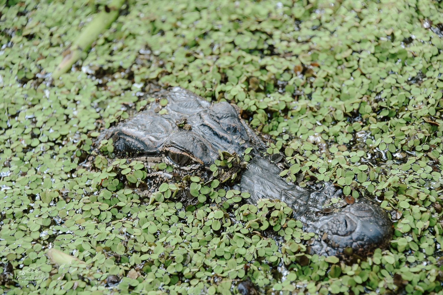Bayou Eyes | Slidell, Louisiana