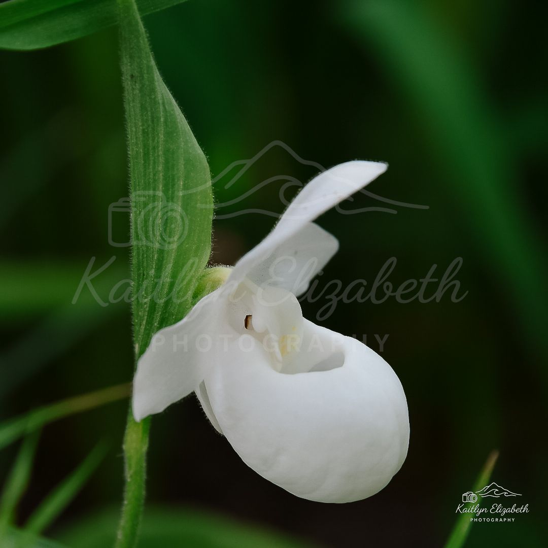 Lady’s Slipper | Coastal Maine Botanical Gardens, Boothbay, Maine