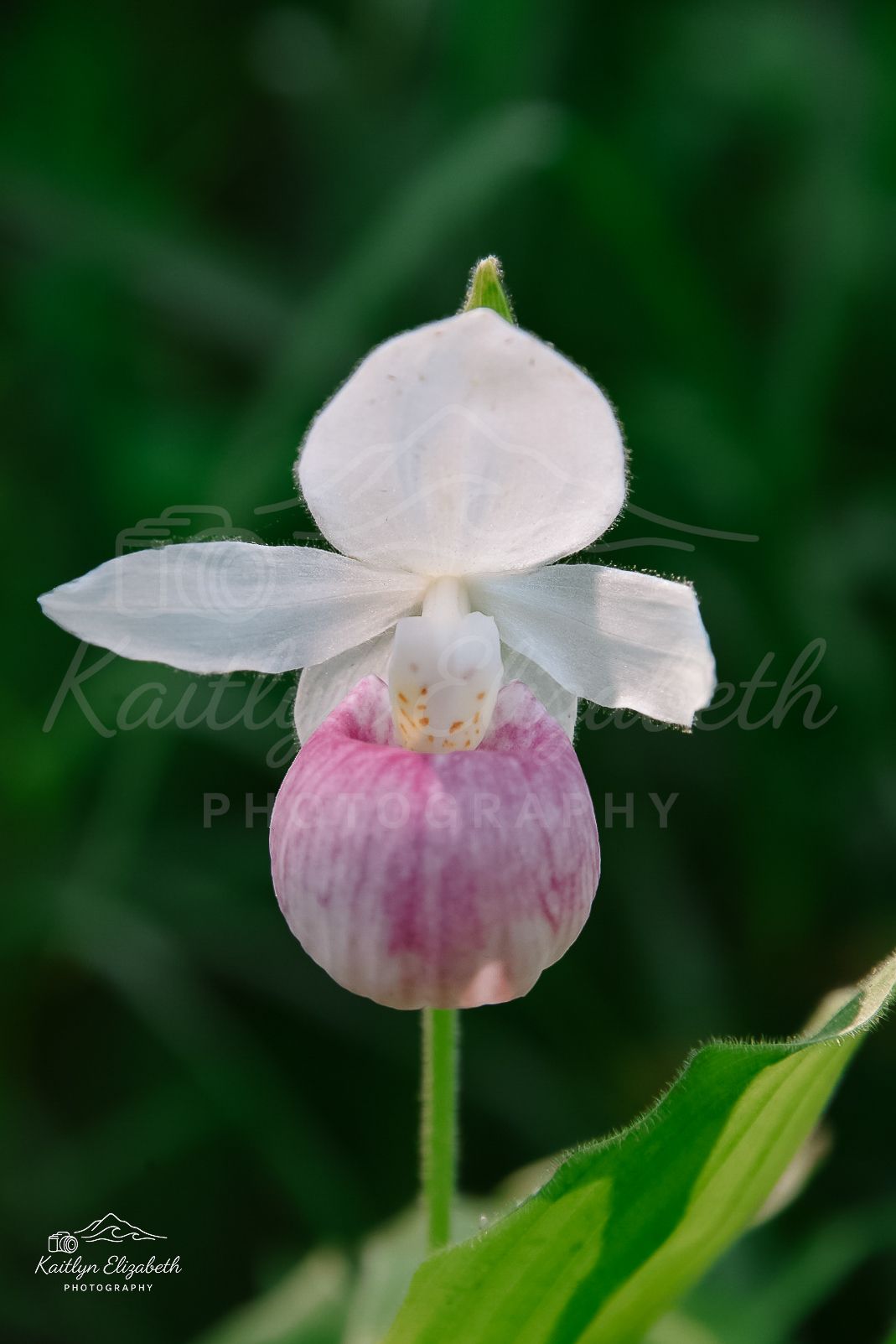 Pink Lady’s Slipper | Coastal Maine Botanical Gardens, Boothbay, Maine
