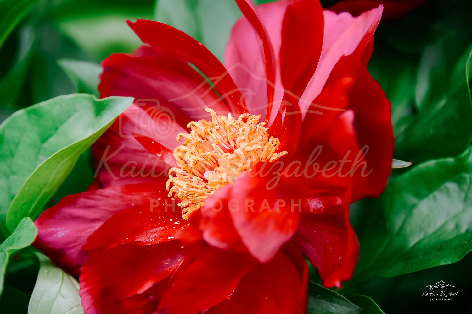 Crimson Bloom | New England Botanic Garden at Tower Hill, Boylston, Massachusetts