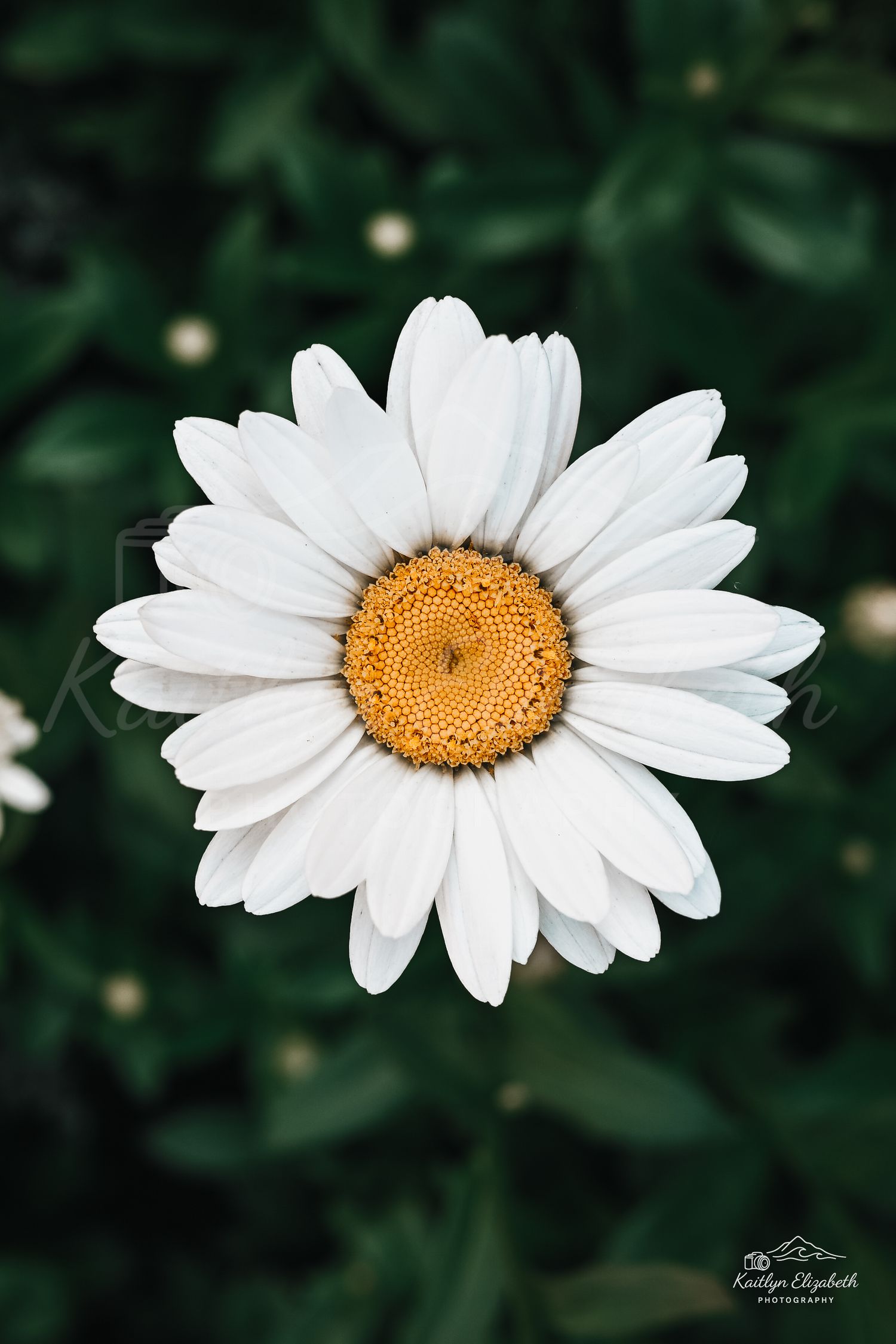 Simple Joy | Salem, Massachusetts