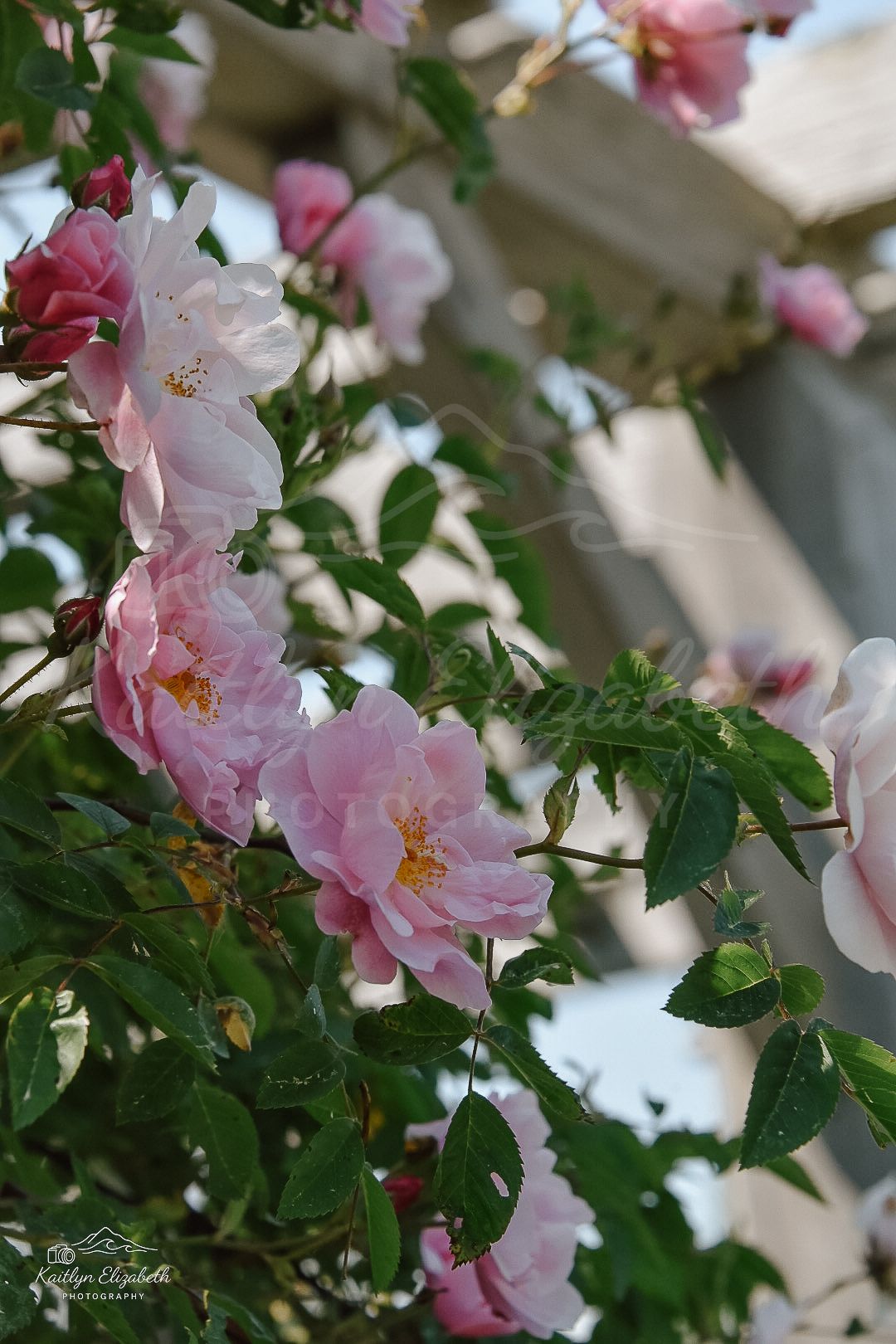 Summer Roses |  Coastal Maine Botanical Gardens, Boothbay, Maine