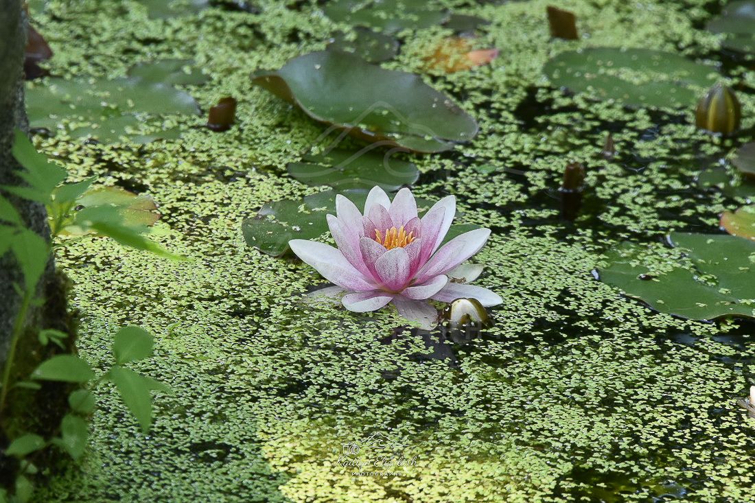 Still Water | Coastal Maine Botanical Gardens, Boothbay, Maine
