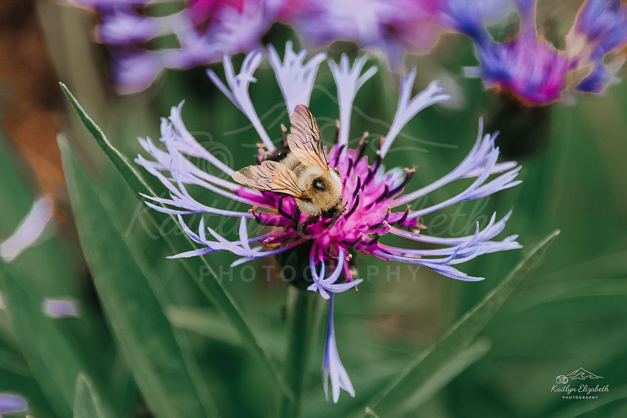 Garden Visitor | New England Botanic Garden at Tower Hill, Boylston, Massachusetts