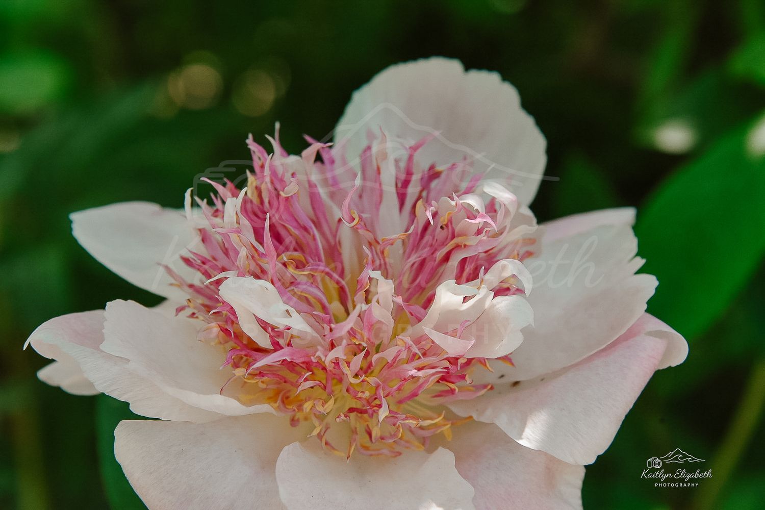 Blush Peony |  Coastal Maine Botanical Gardens, Boothbay, Maine