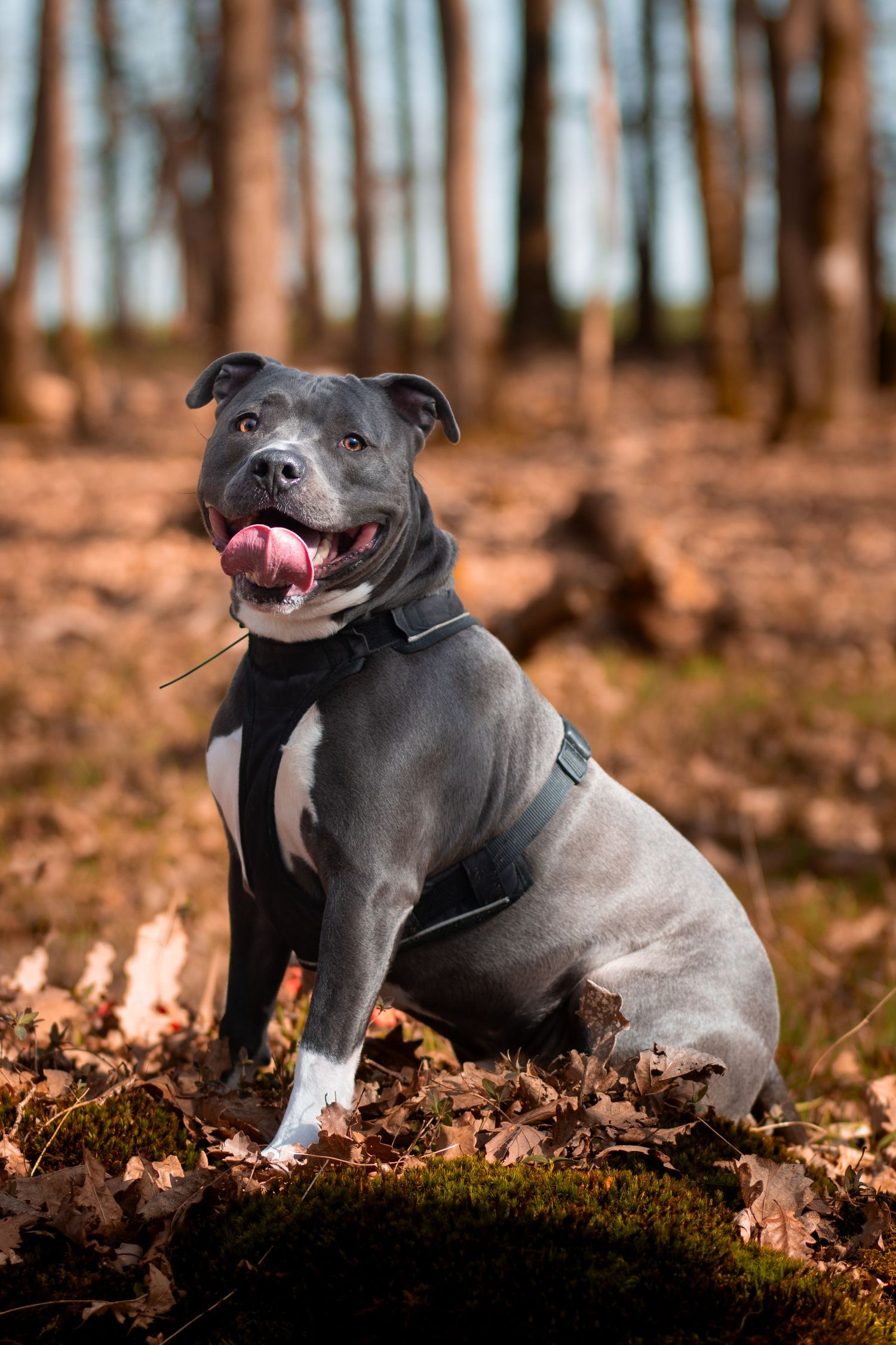 photographie animalière