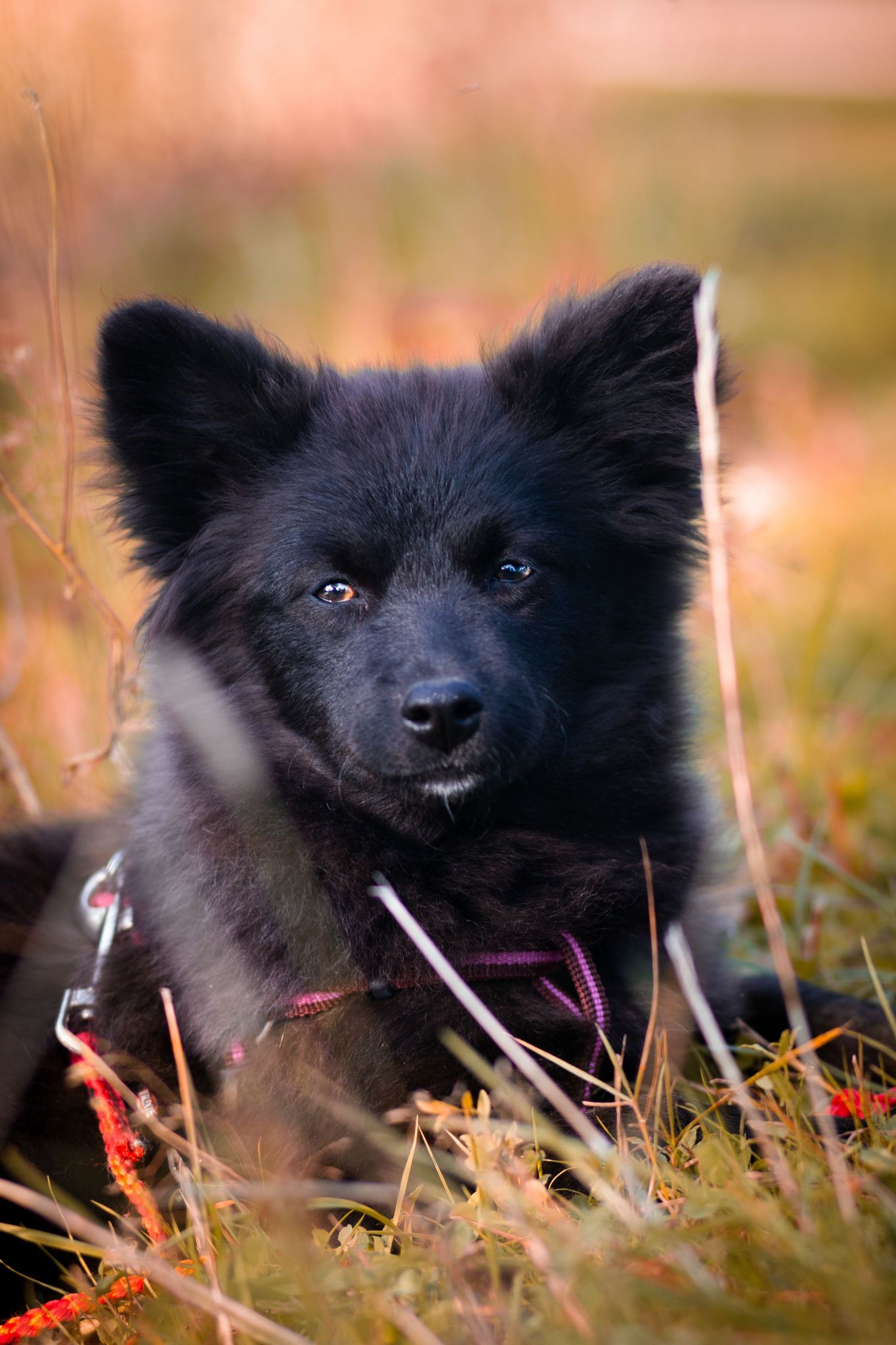 photographie animalière