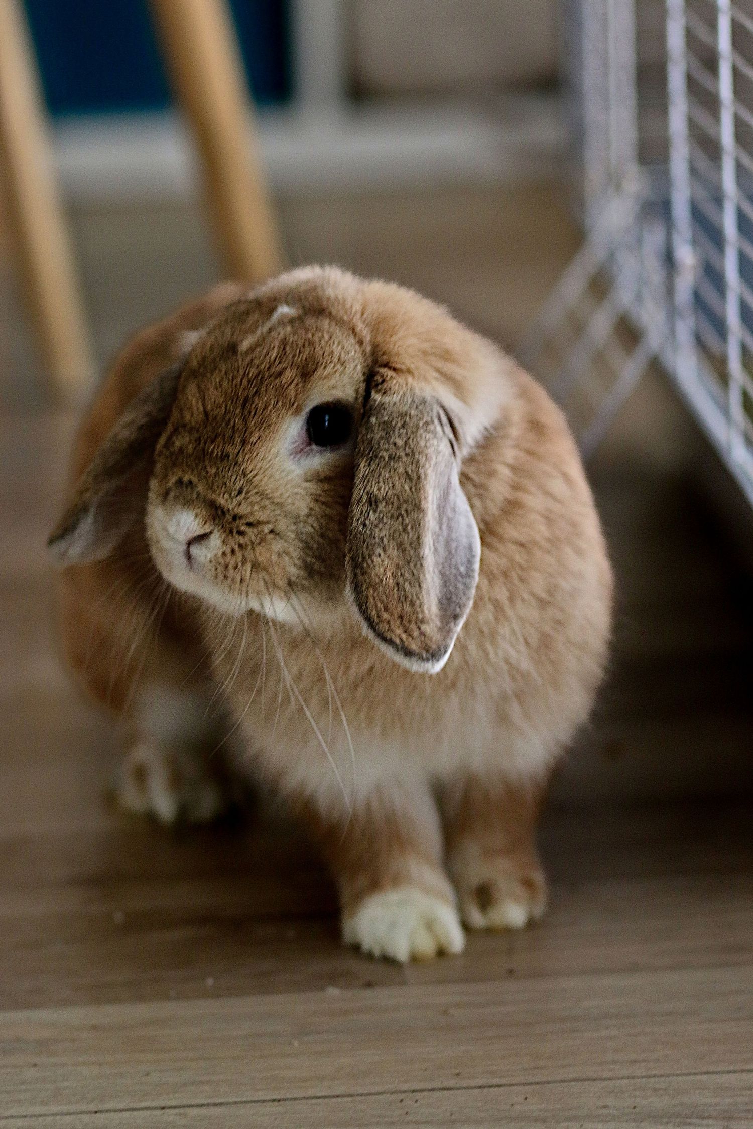 photographie animalière