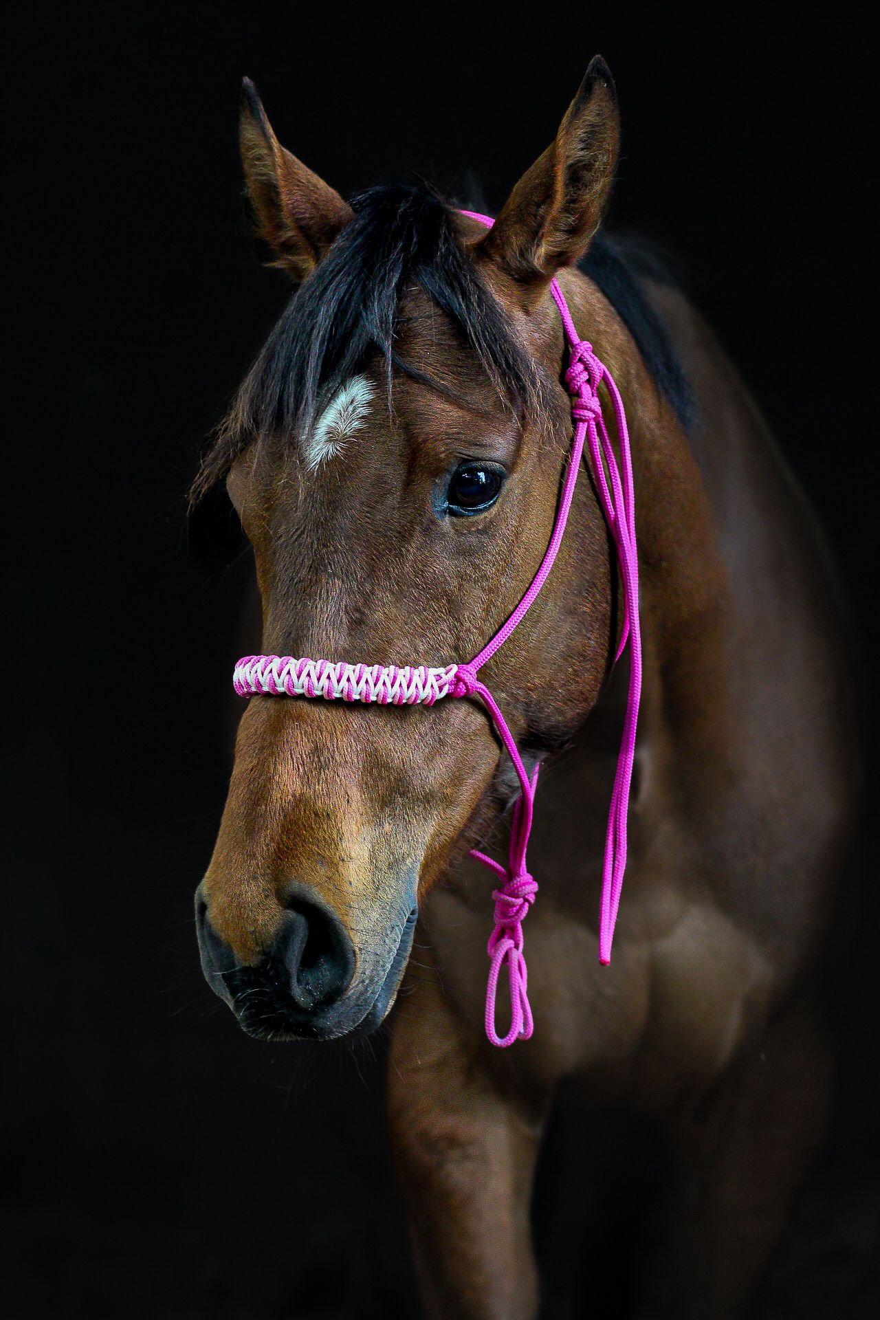 photographie animalière