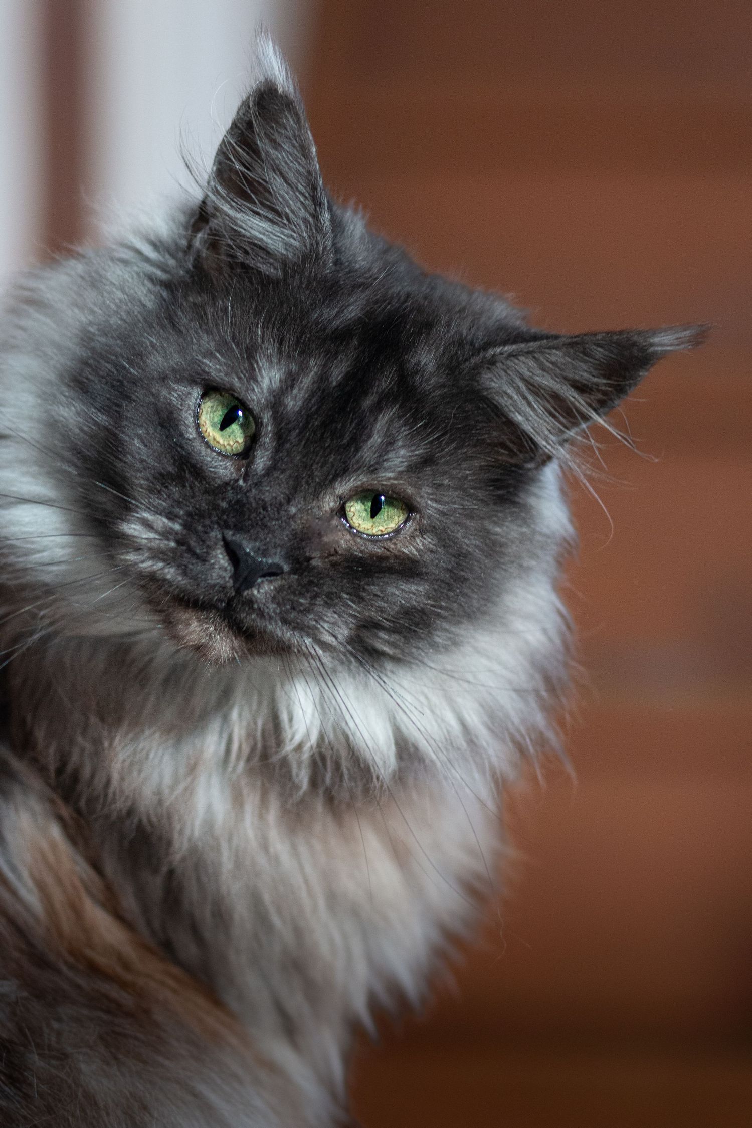 photographie animalière