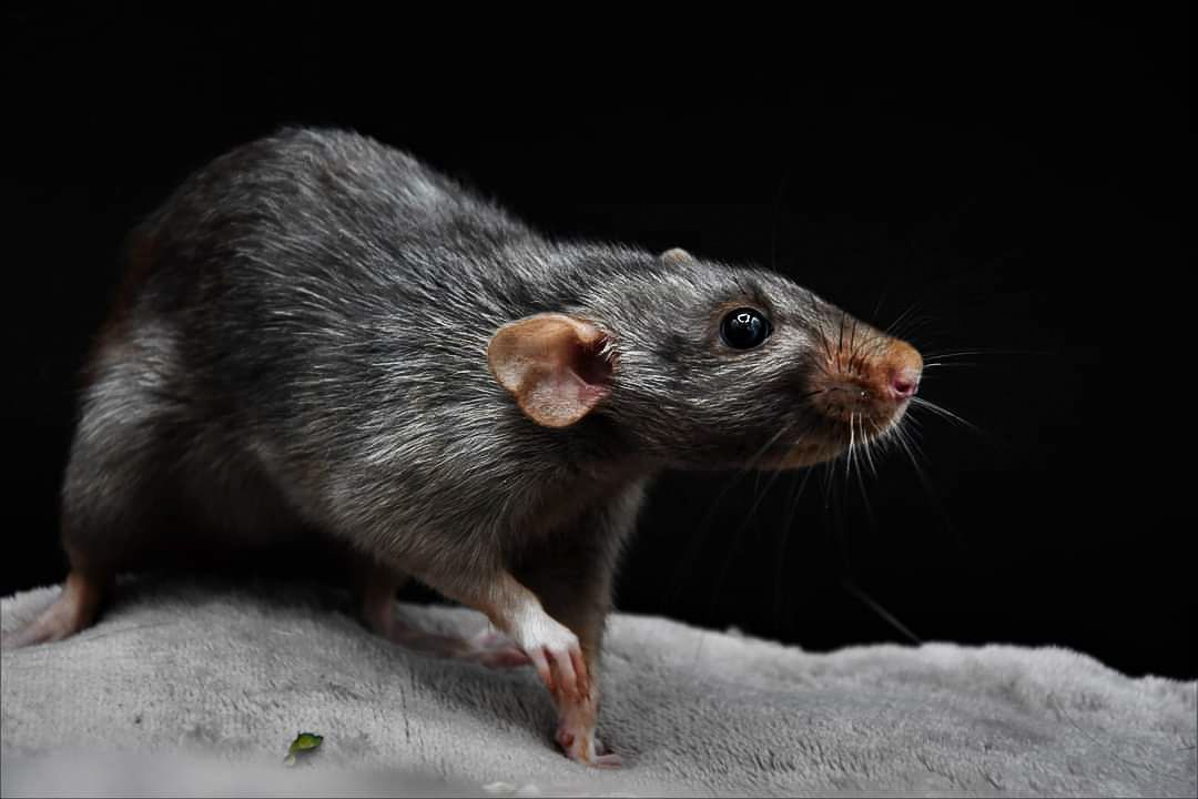 photographie animalière