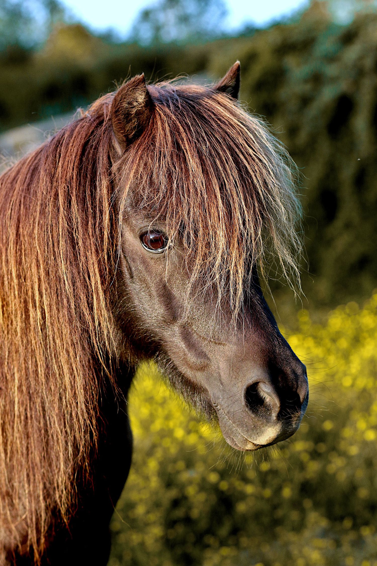 photographie animalière