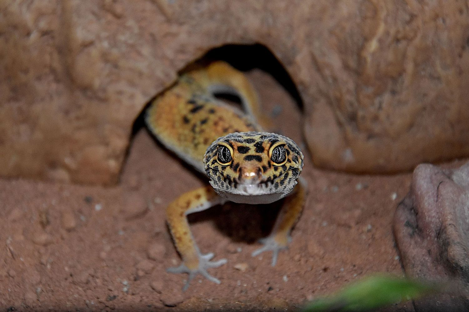 photographie animalière