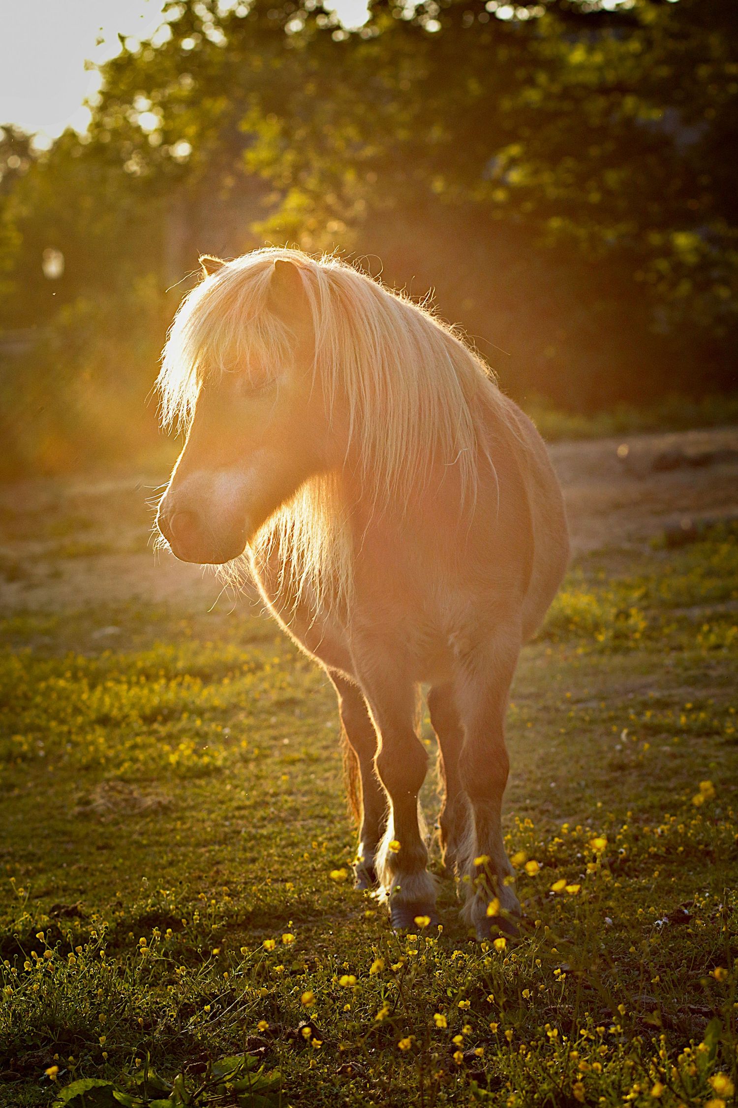 photographie animalière