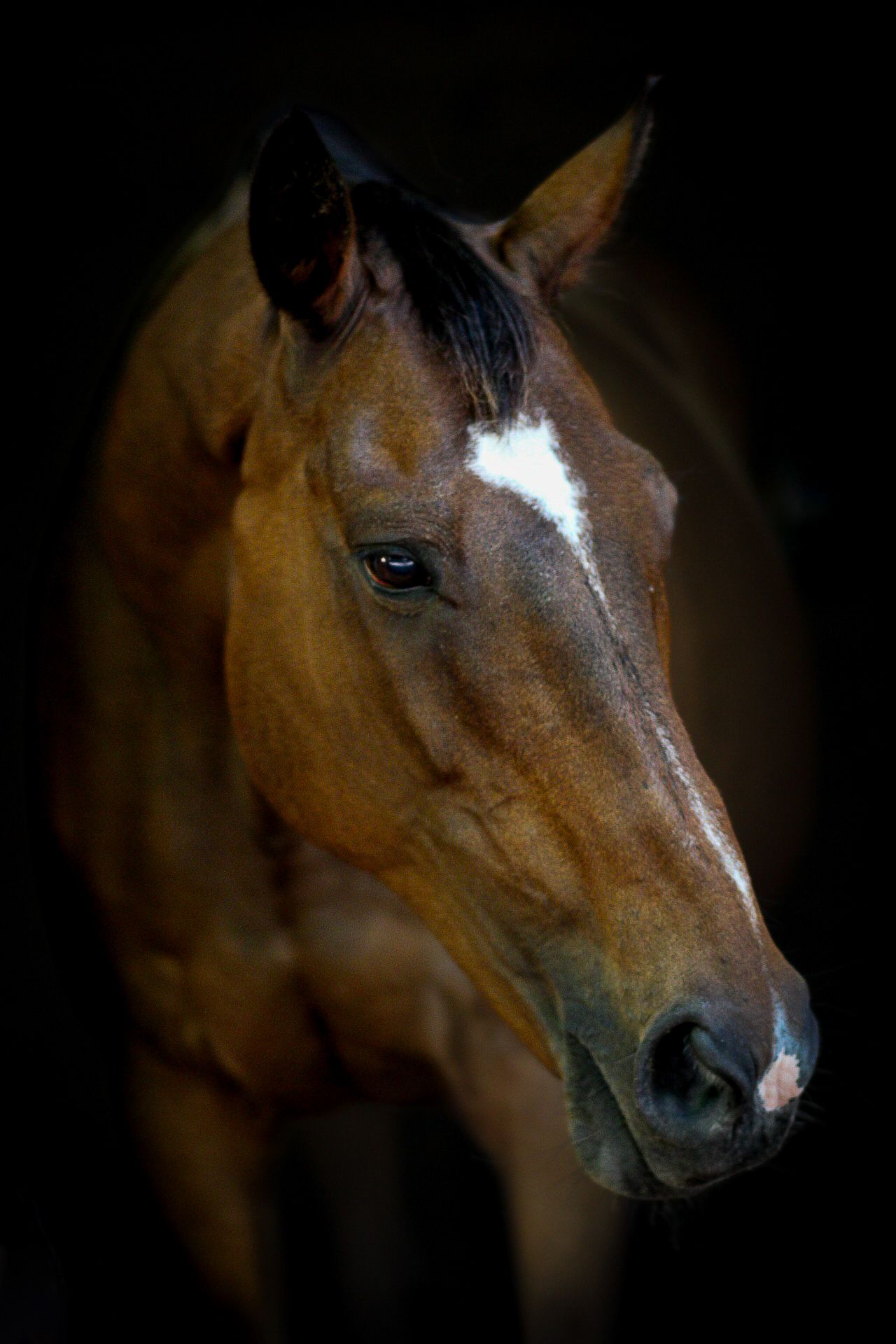 photographie animalière