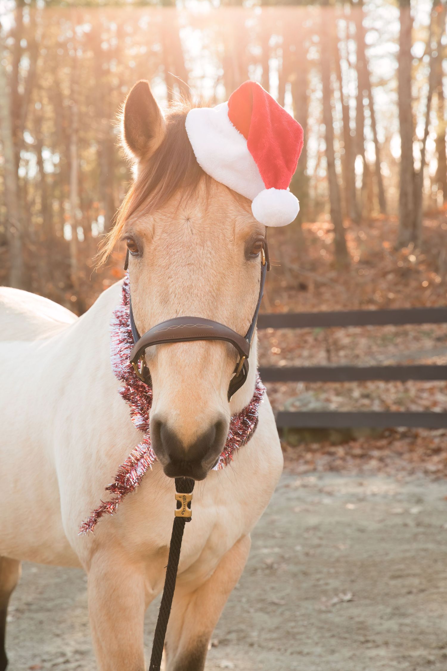 equine