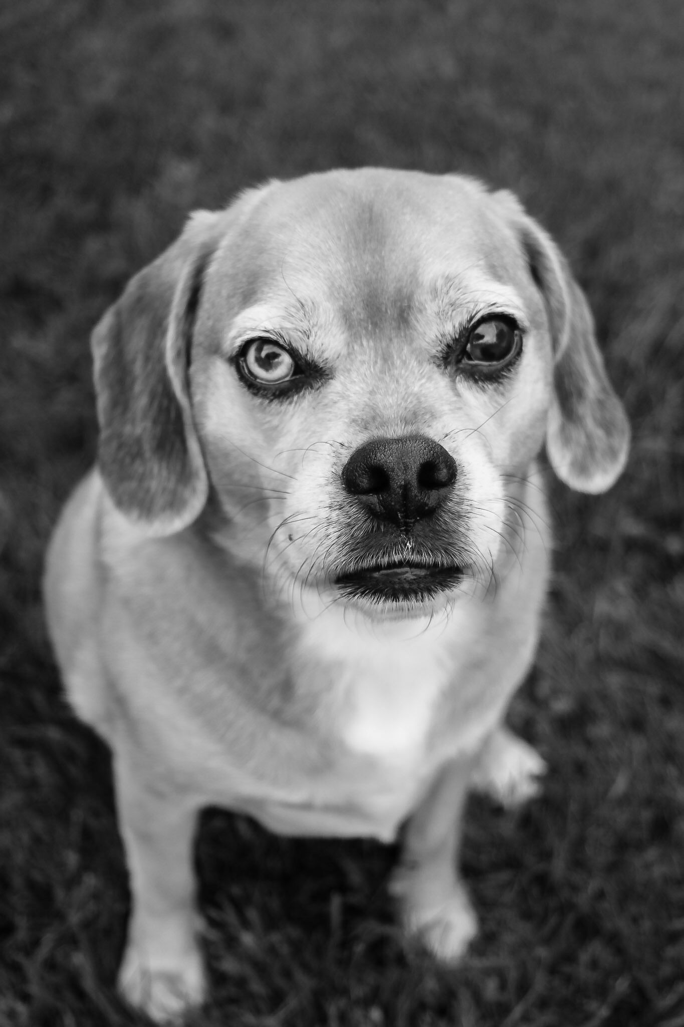 pet portrait
