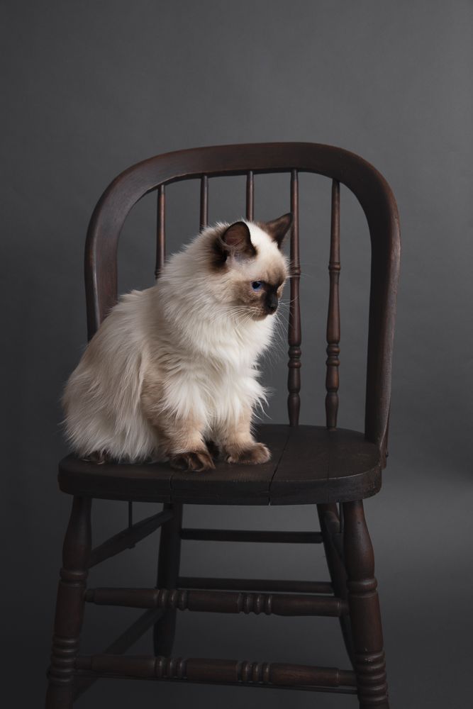 pet portrait