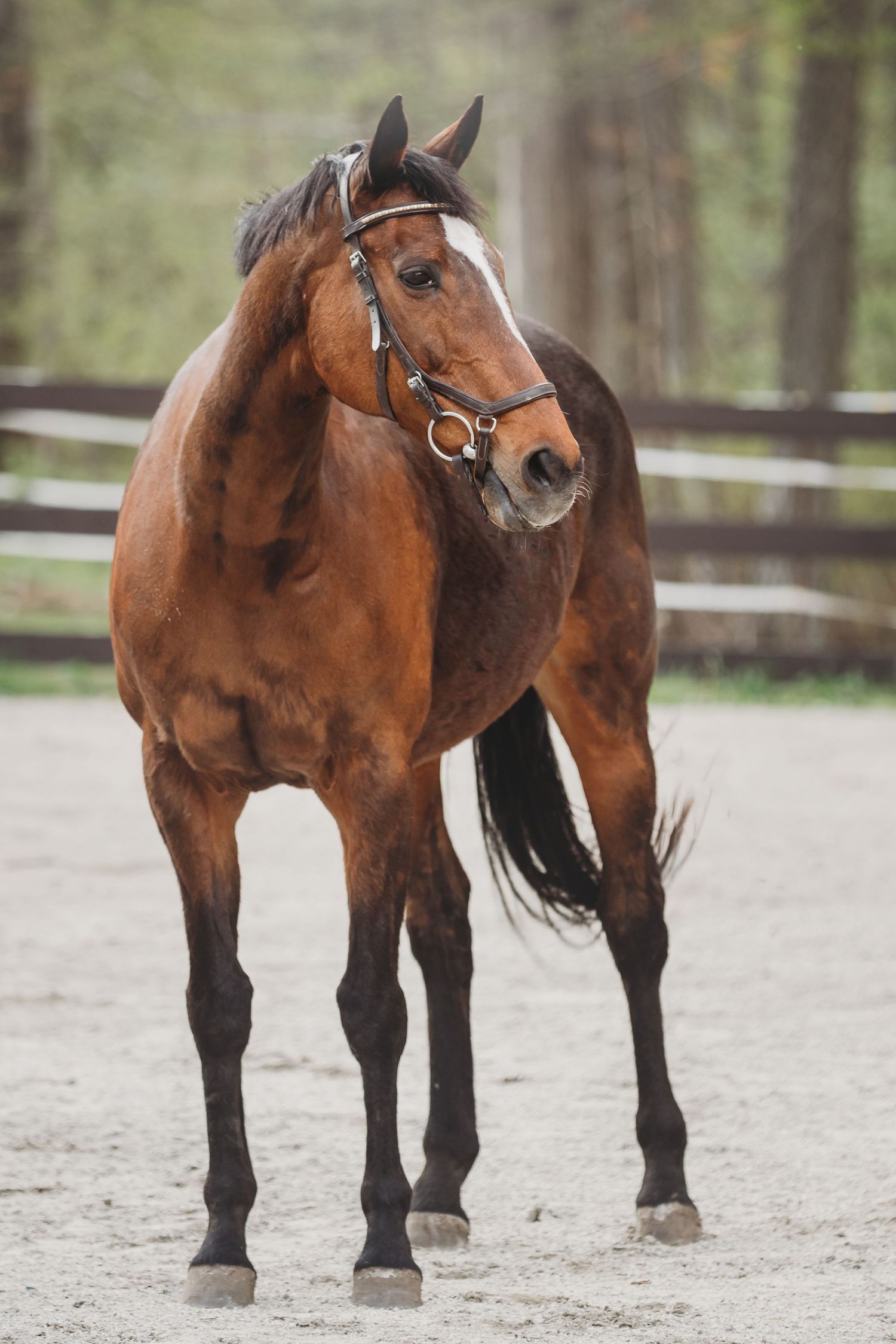 equine