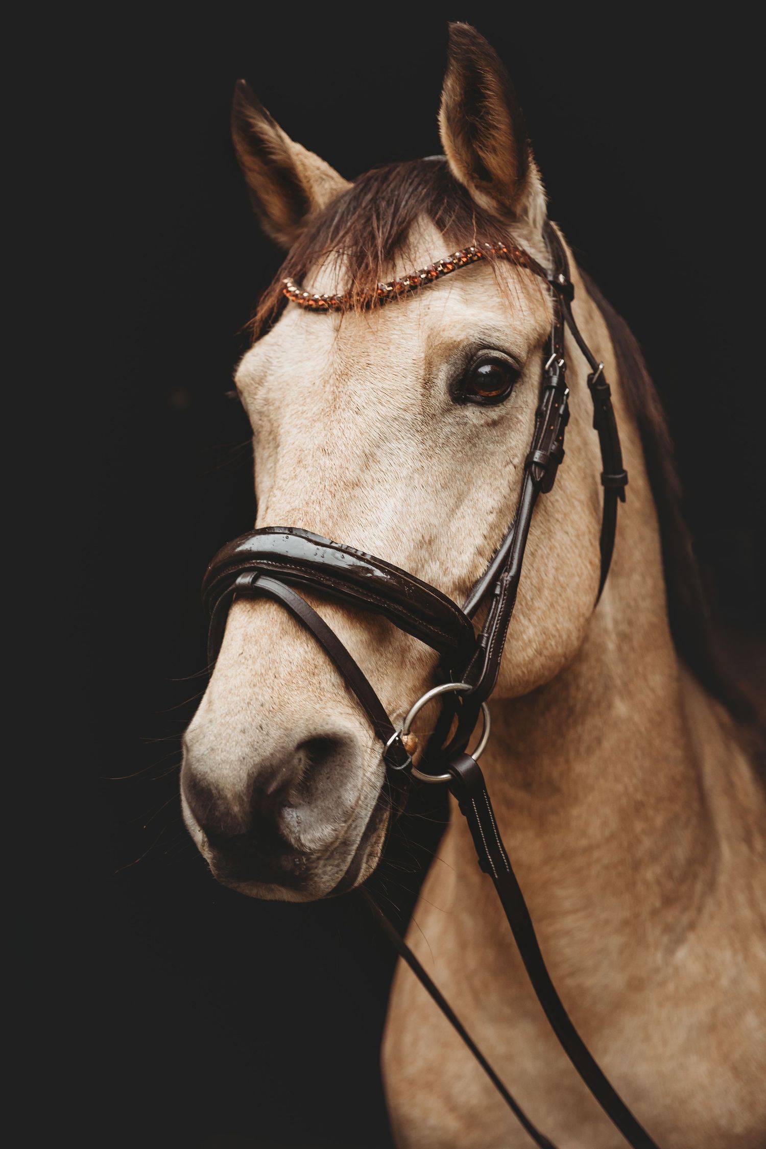 equine
