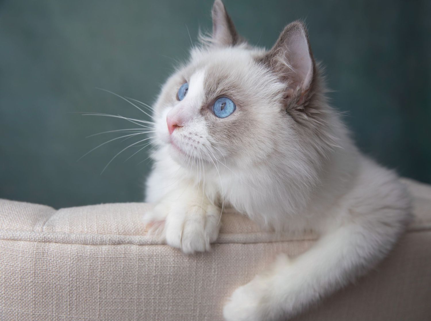 pet portrait