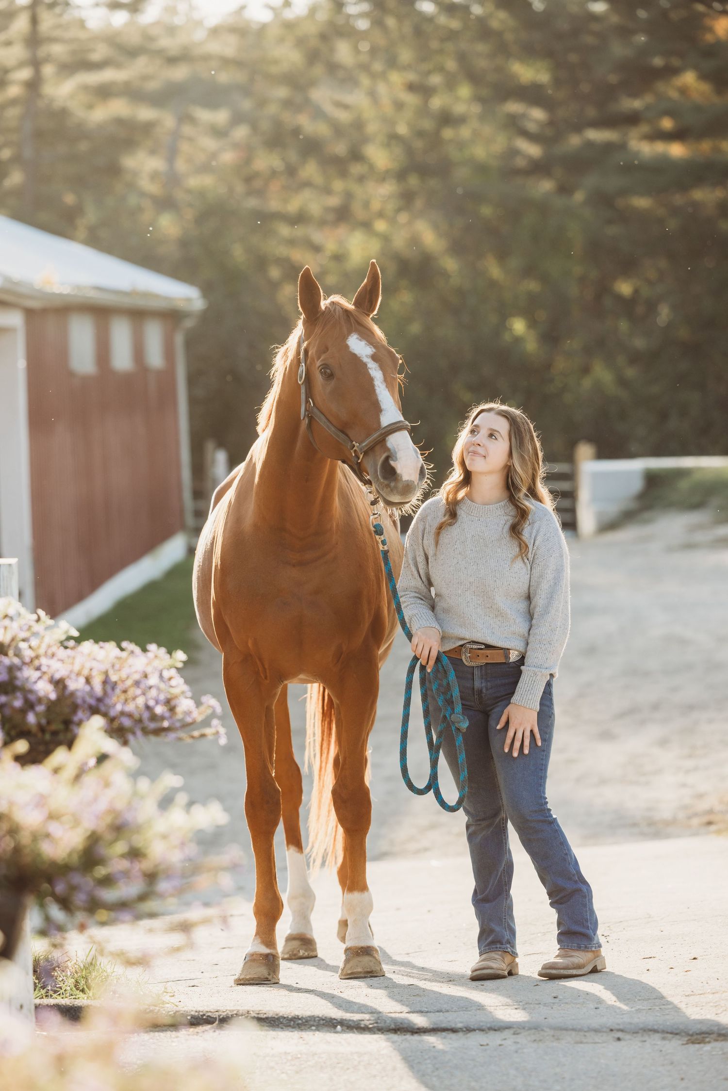 equine portrait