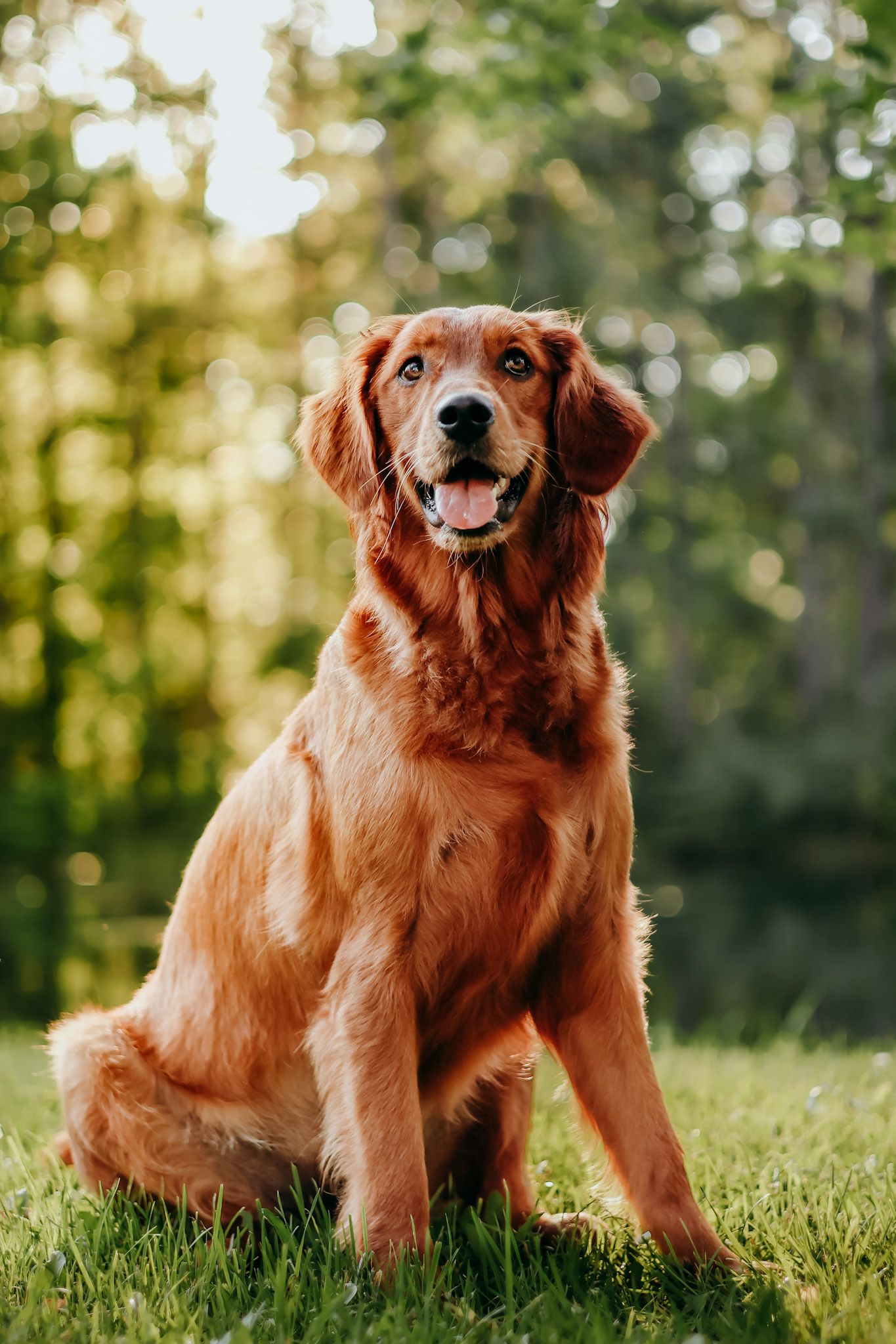 Portrait Photography: Pet Portrait
