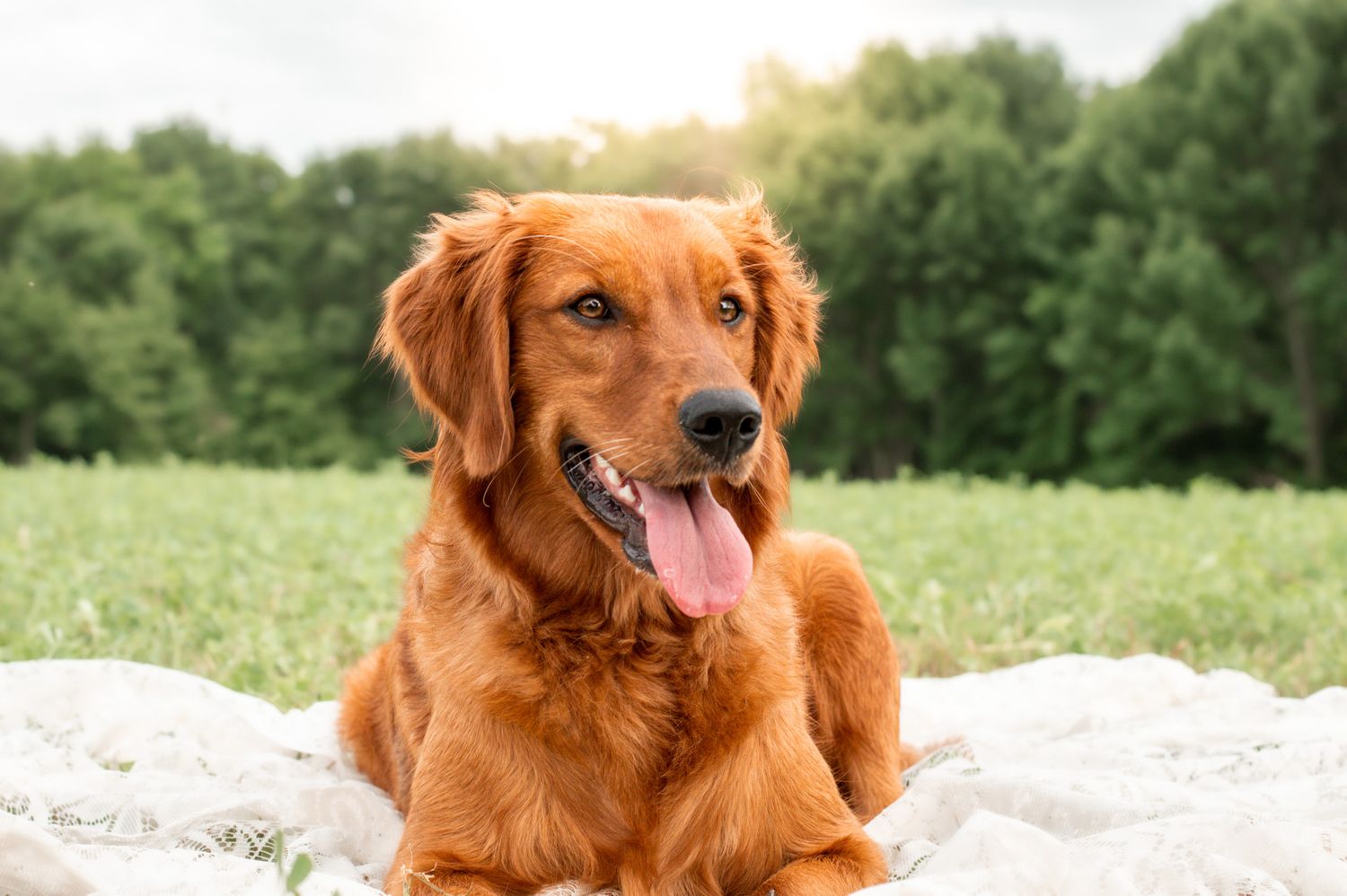 Portrait Photography: Pet Portrait