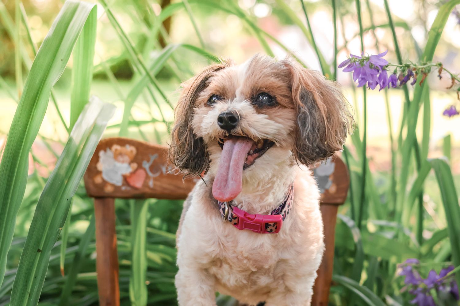 Portrait Photography: Pet Portrait