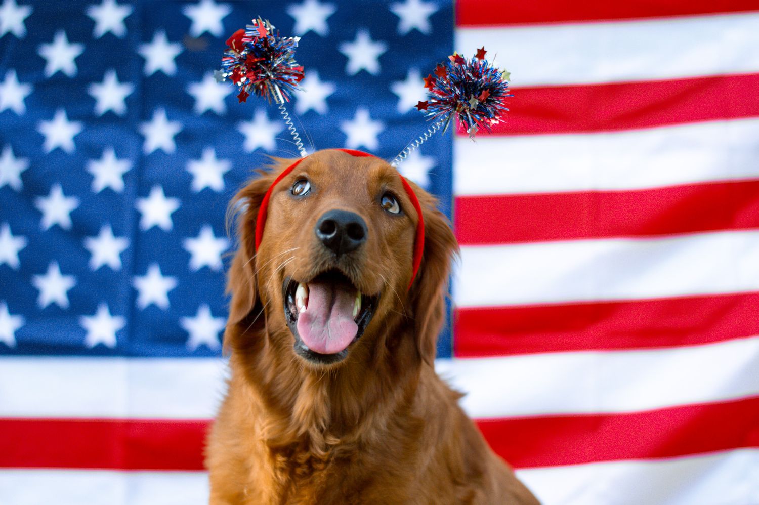 Portrait Photography: Themed Pet Portrait