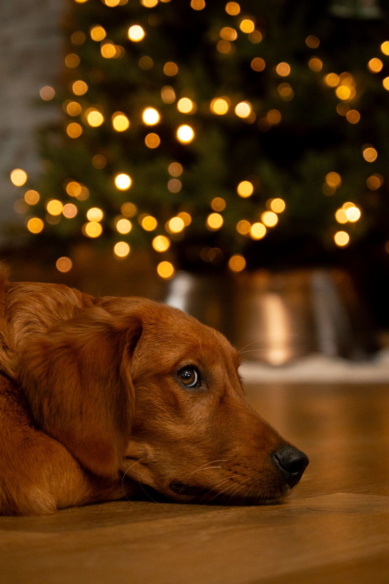 Portrait Photography: Themed Pet Portrait