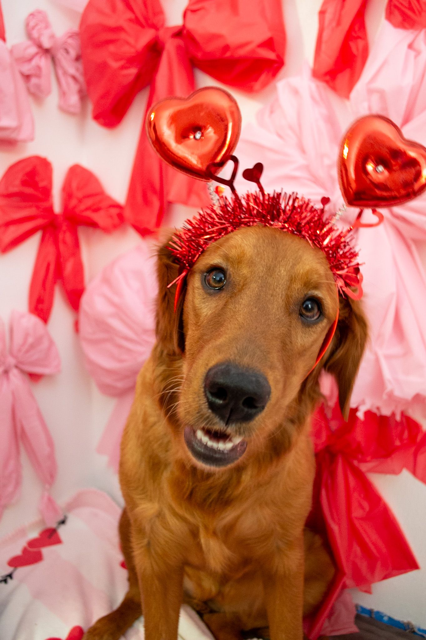 Portrait Photography: Themed Pet Portrait