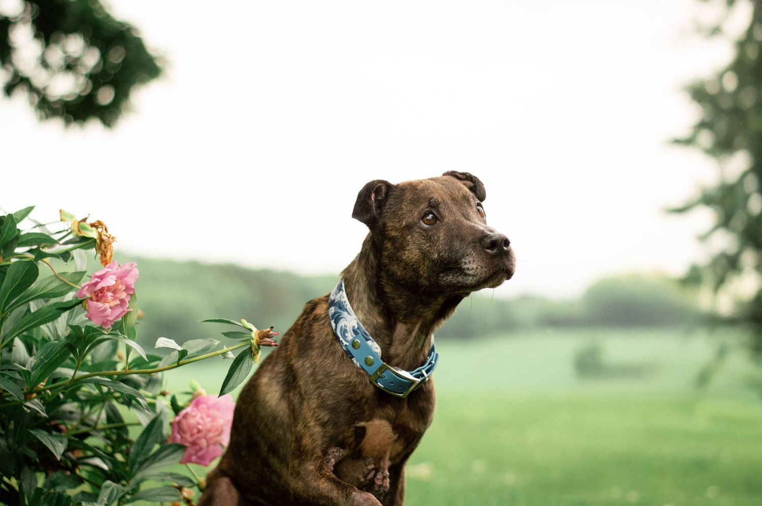 Portrait Photography: Pet Portrait