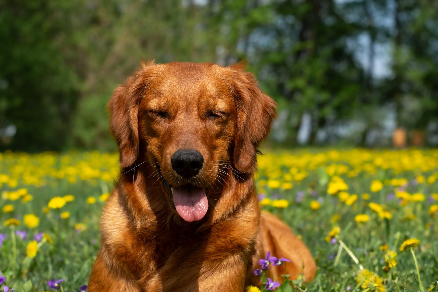 Portrait Photography: Pet Portrait