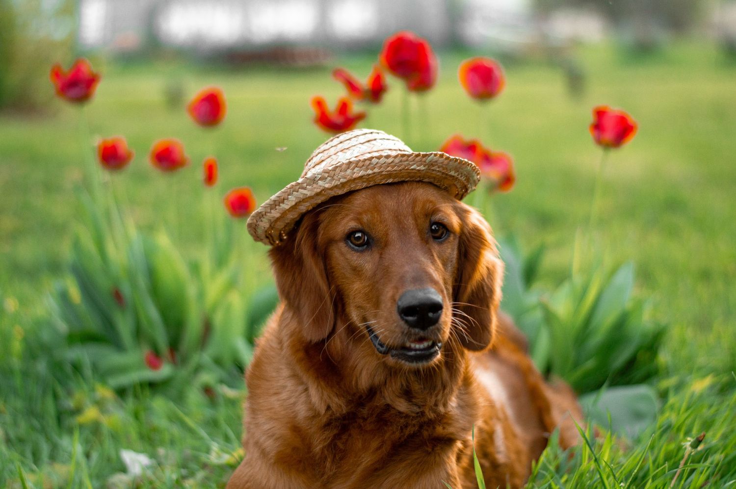 Portrait Photography: Pet Portrait