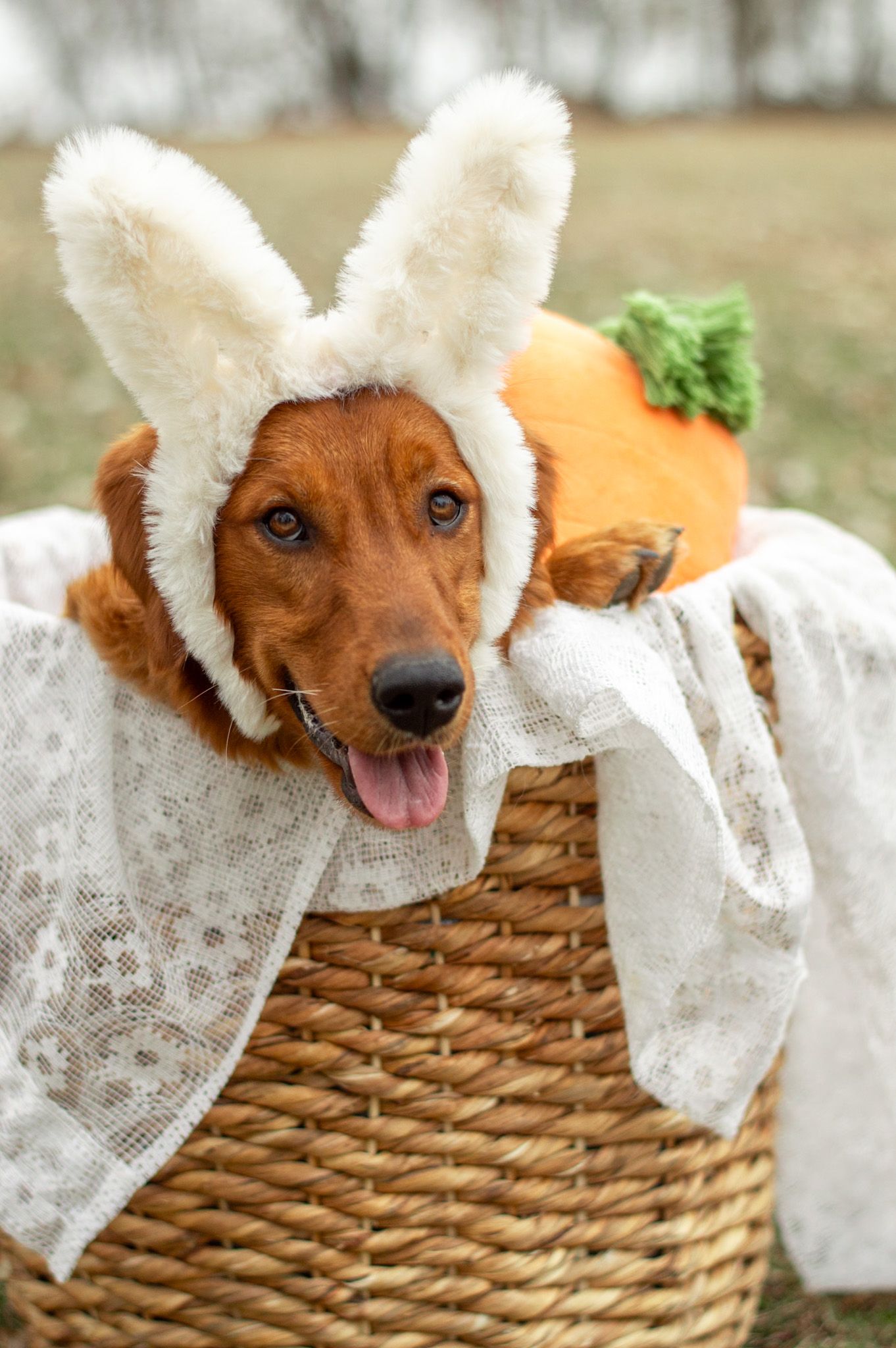 Portrait Photography: Themed Pet Portrait
