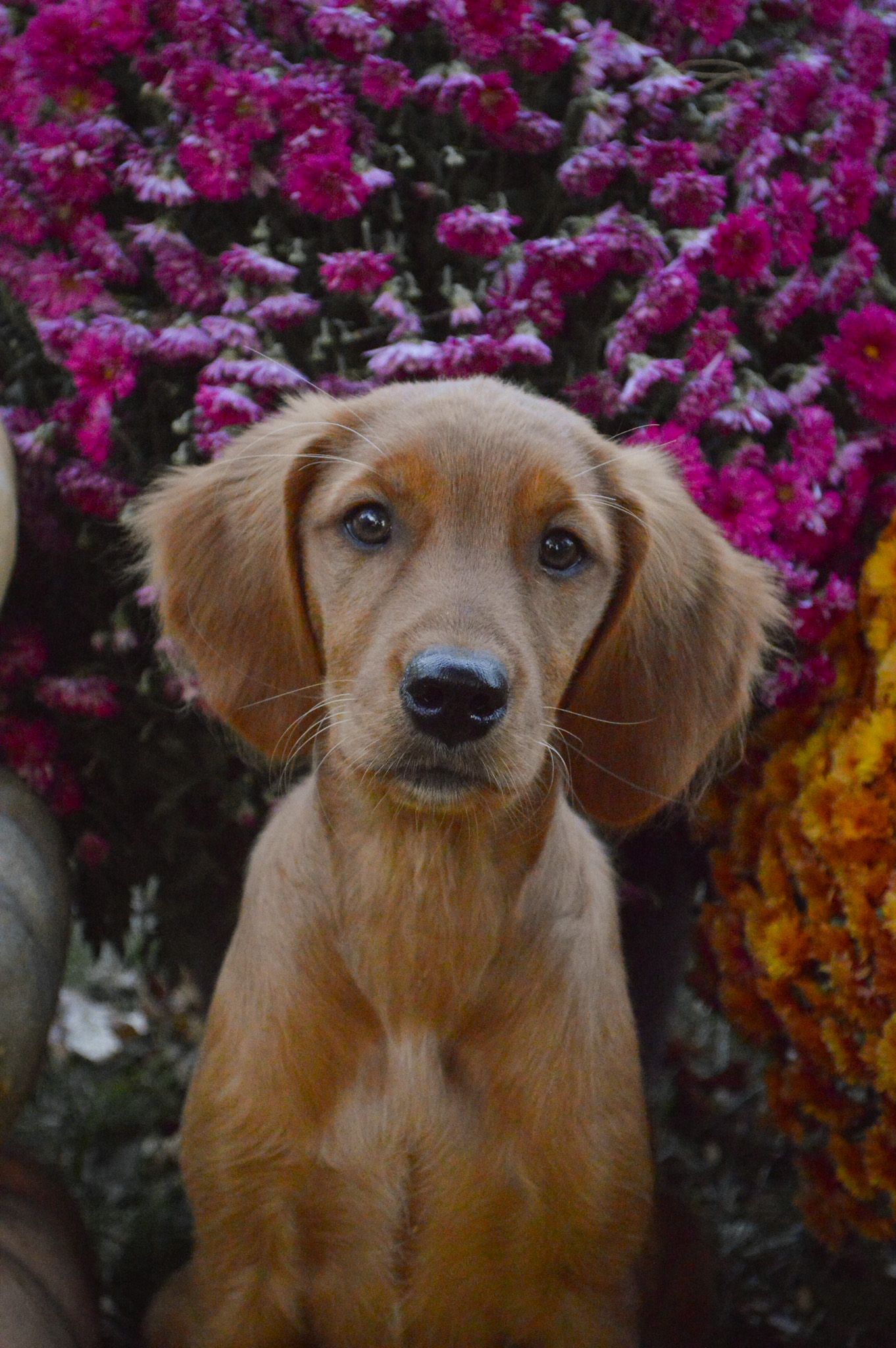 Portrait Photography: Themed Pet Portrait