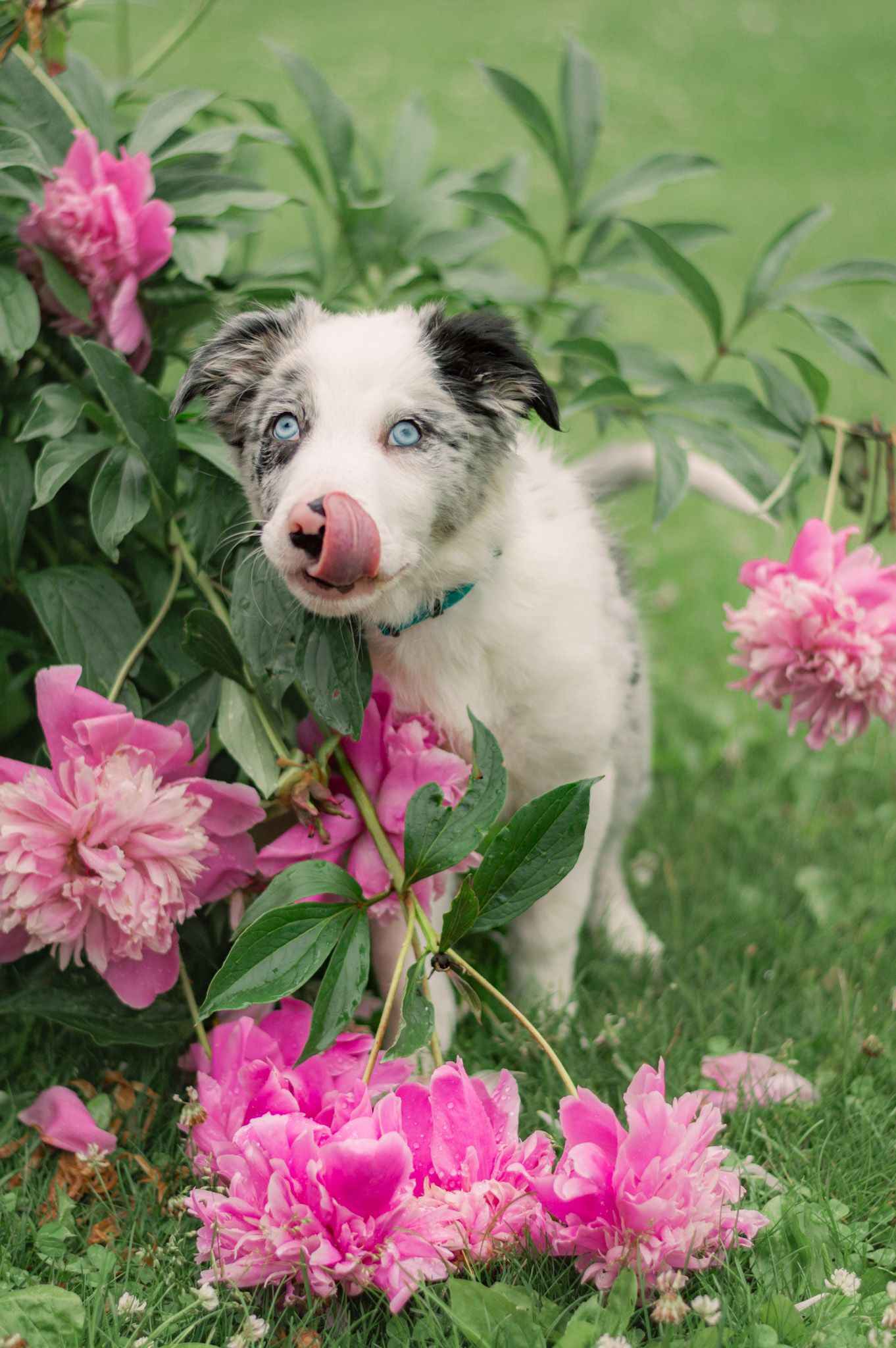 Portrait Photography: Pet Portrait