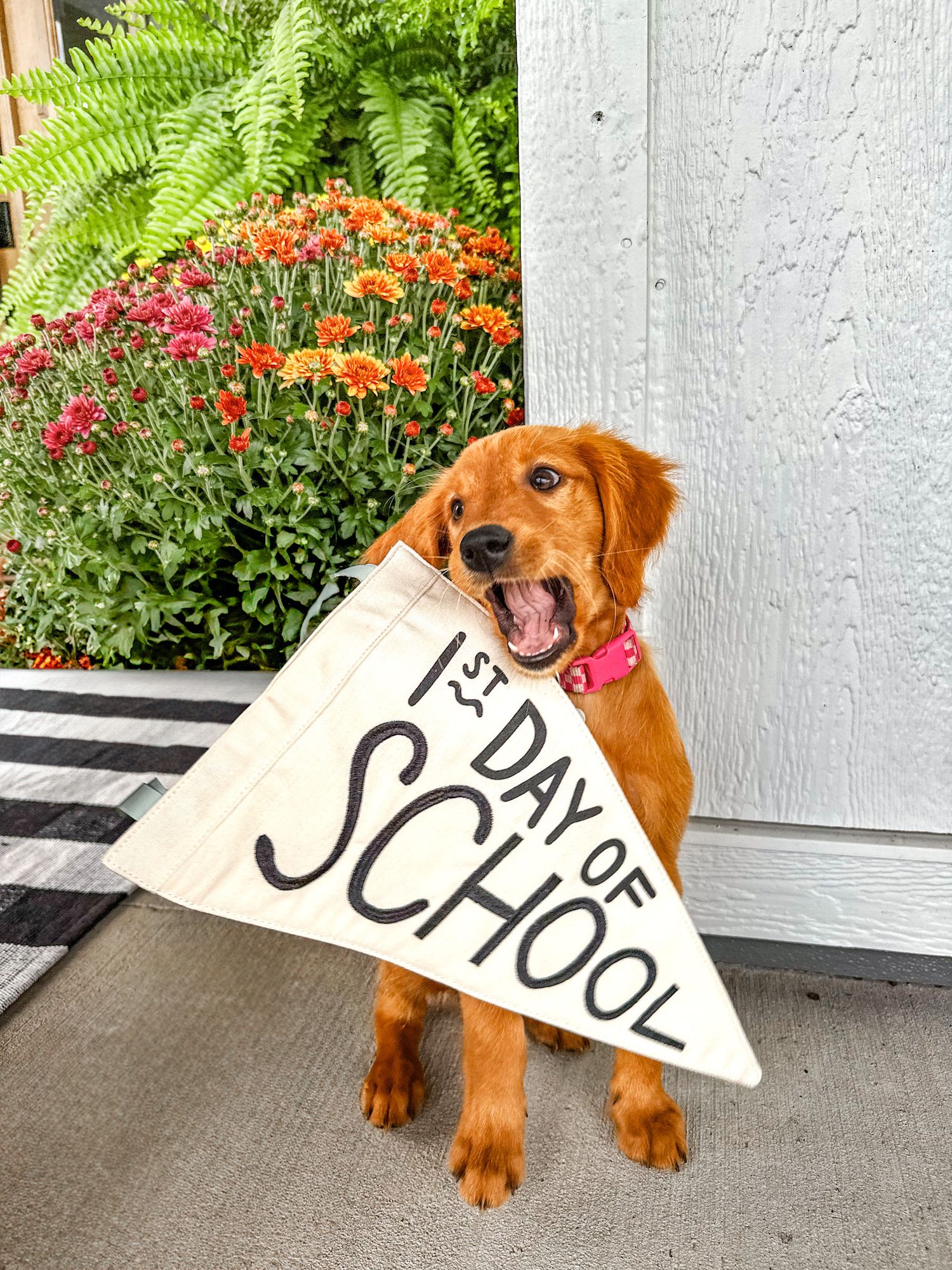 Portrait Photography: Themed Pet Portrait