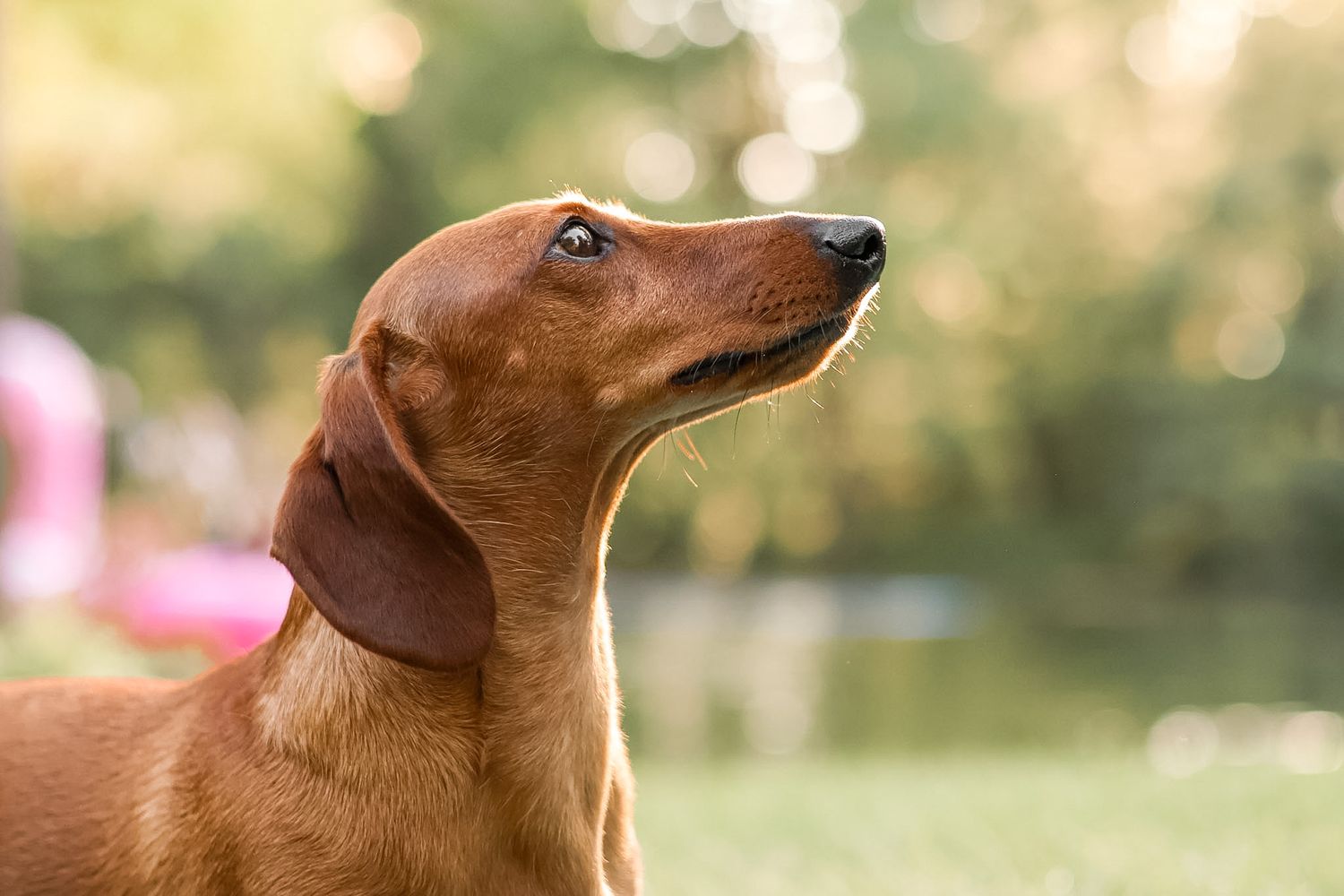 Portrait Photography: Pet Portrait