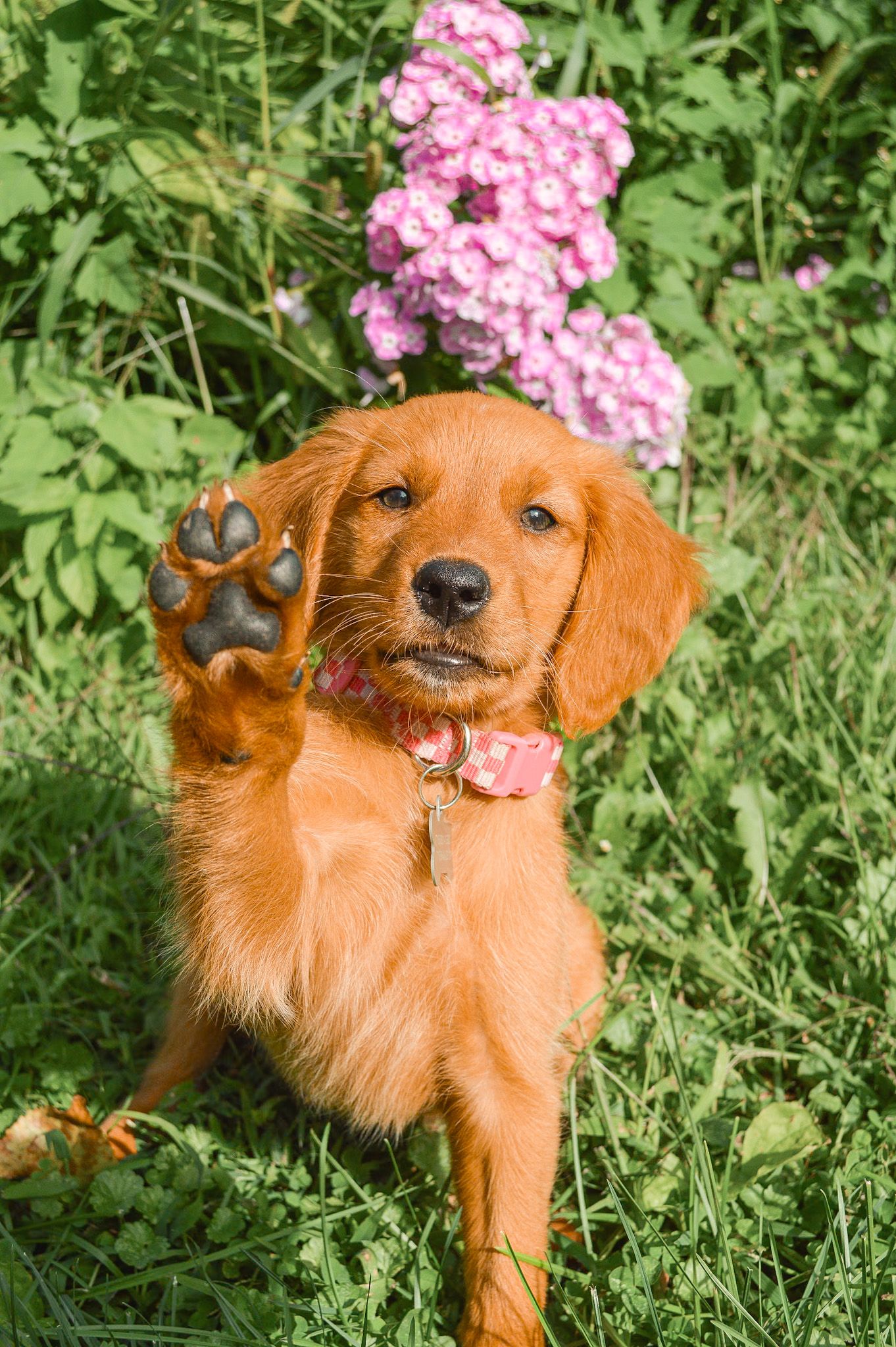 Portrait Photography: Pet Portrait