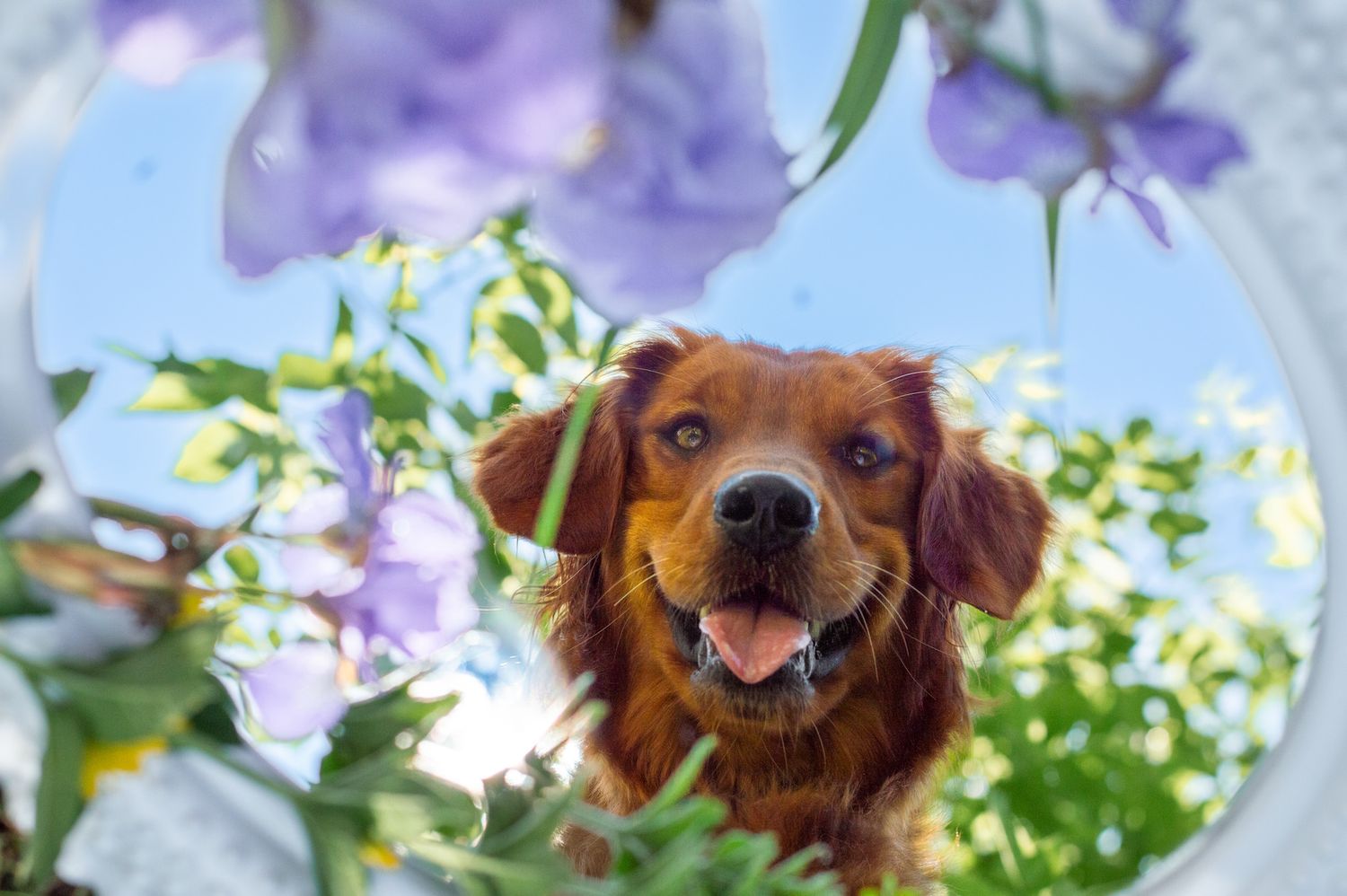 Portrait Photography: Pet Portrait
