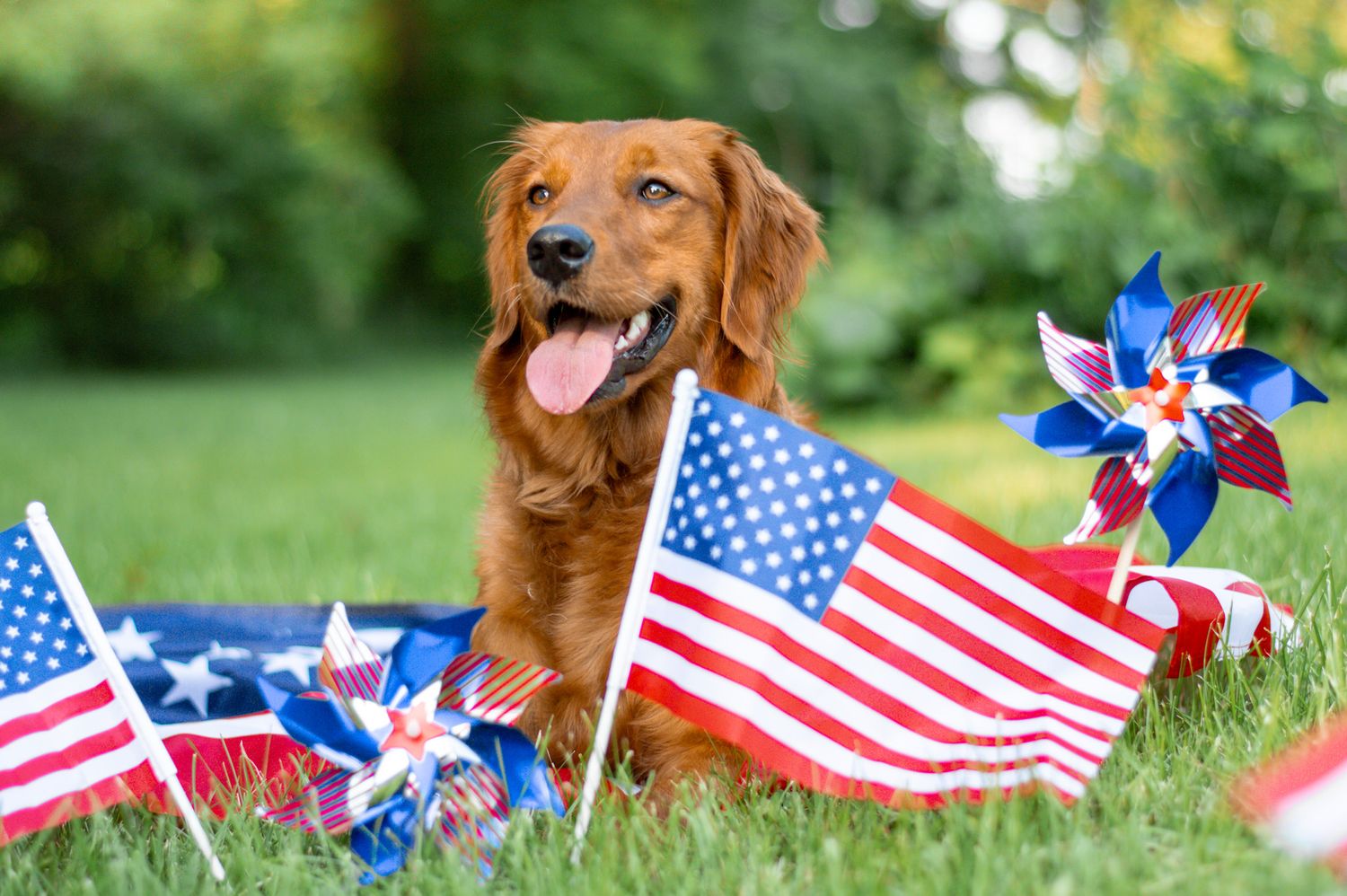 Portrait Photography: Themed Pet Portrait