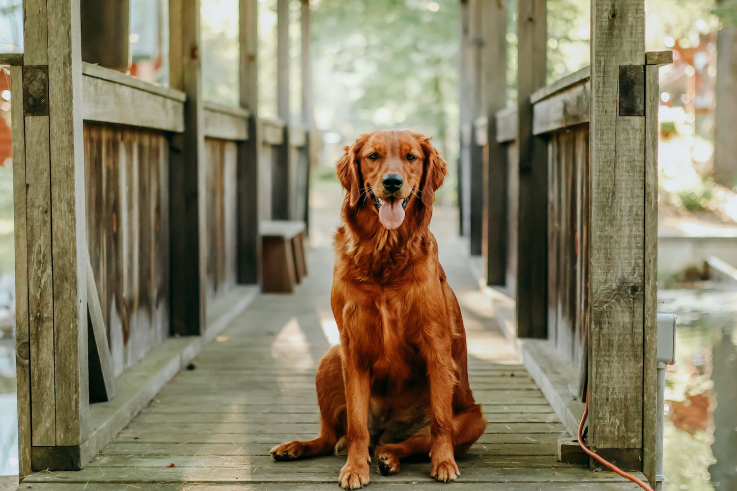 Portrait Photography: Pet Portrait