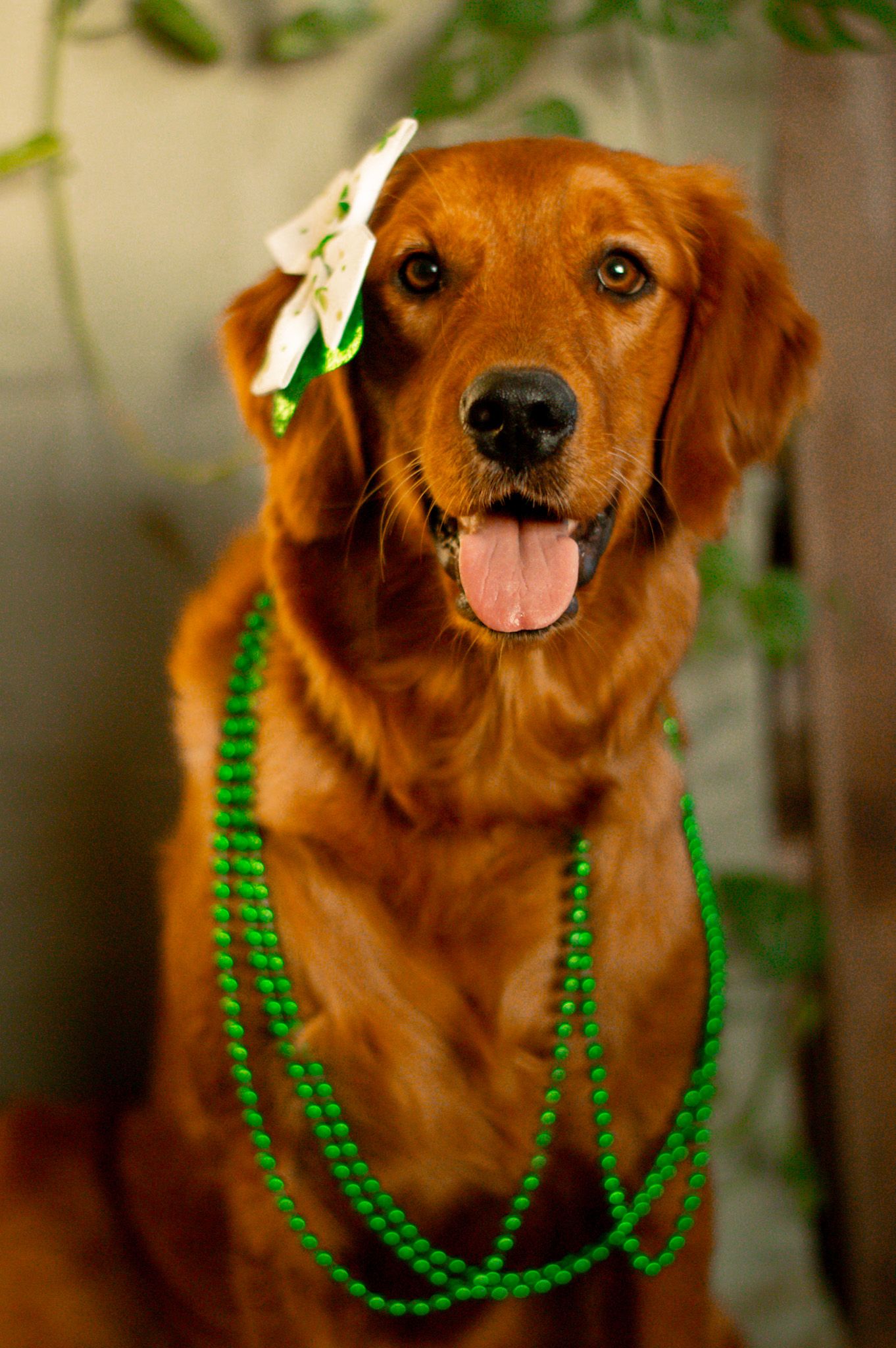 Portrait Photography: Themed Pet Portrait