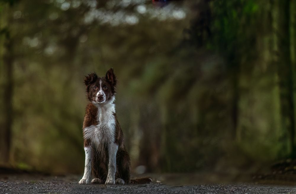 A brown and white Border Collie sits attentively on a dirt path with a blurred forest background.