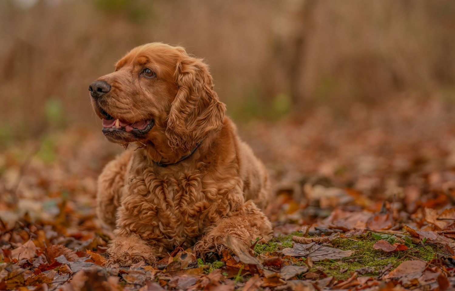 Cocker Spaniel dog with golden-brown fur lying on autumn leaves in a forest setting.